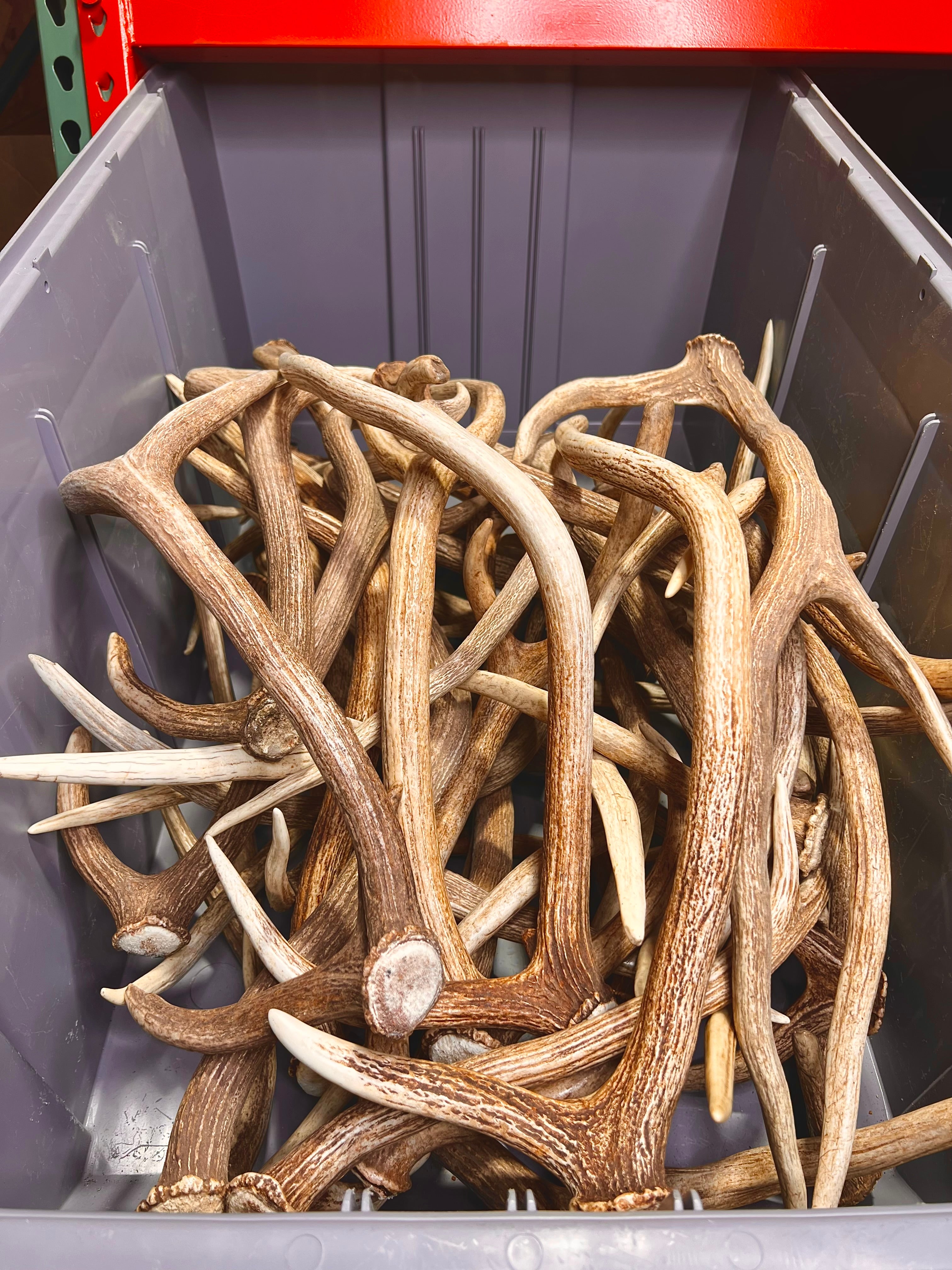 A Grade AXIS Deer Antler Sheds - A Grade With Minor Blemishes - 5 or 10 Pounds - Free Ship