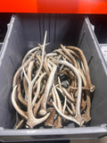 B Grade AXIS Deer Antler Sheds - Light Brown/White Color Mix - 5 or 10 Pounds, Free Ship
