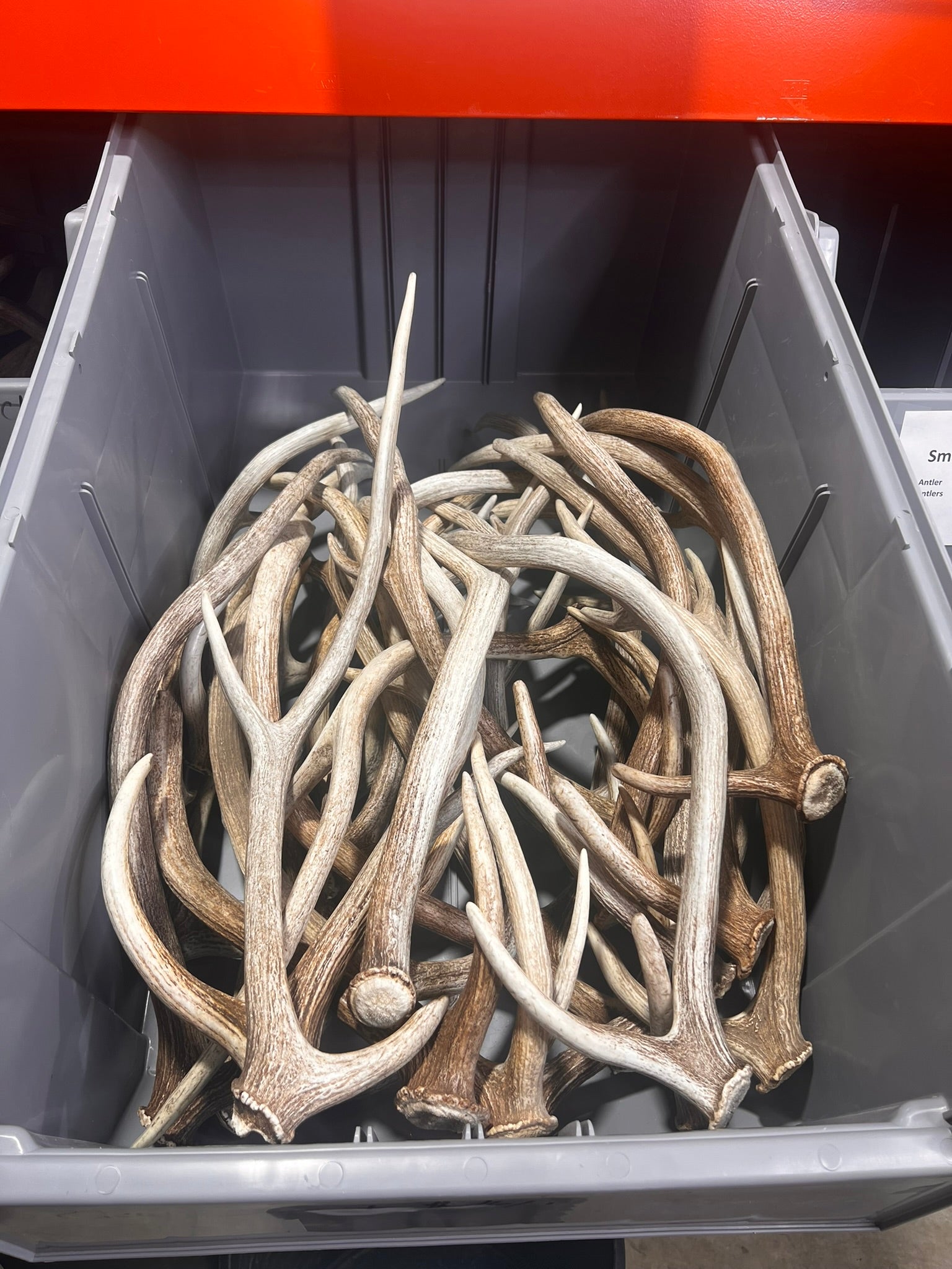 B Grade AXIS Deer Antler Sheds - Light Brown/White Color Mix - 5 or 10 Pounds, Free Ship