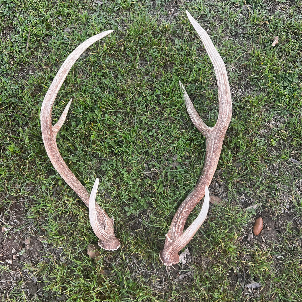 Pair of Non-Matching Axis Deer Antler Sheds - A Grade - Choose Size