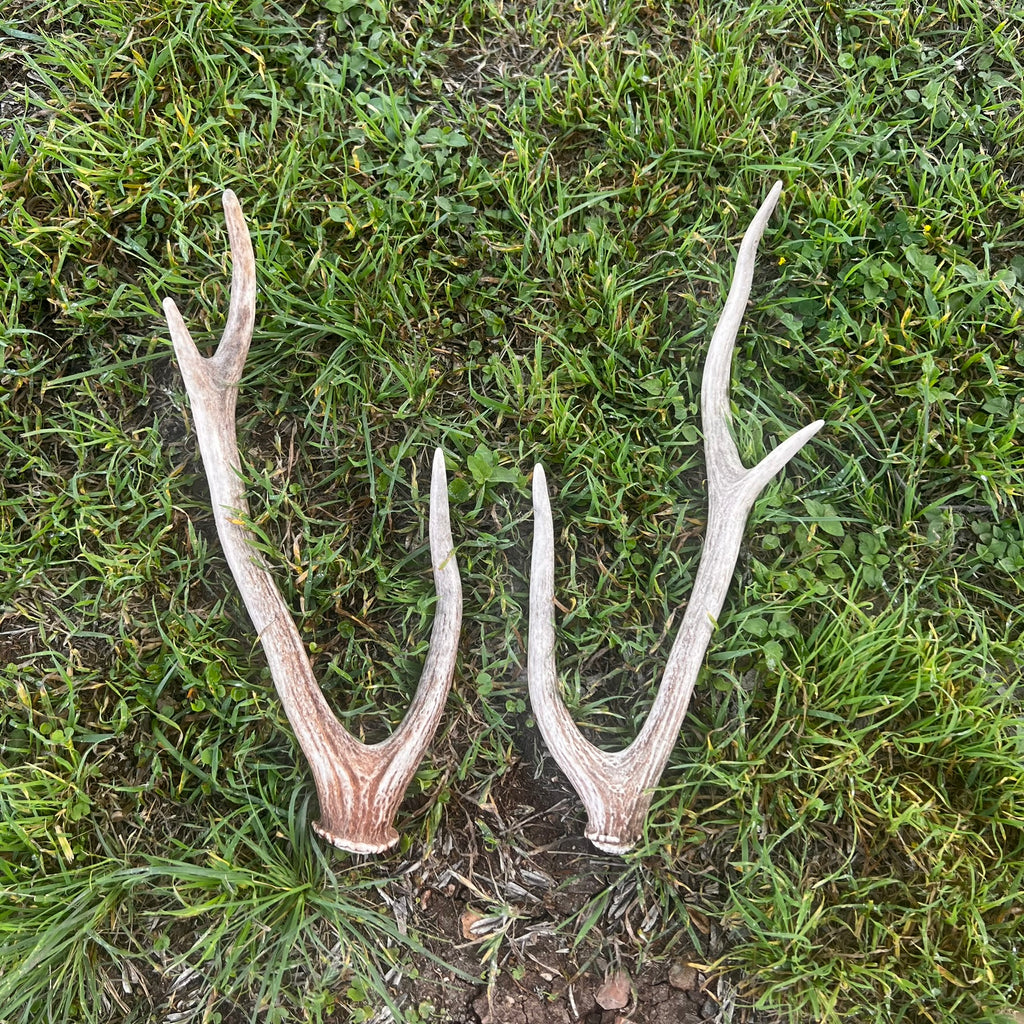 Pair of Non-Matching Axis Deer Antler Sheds - A Grade - Choose Size