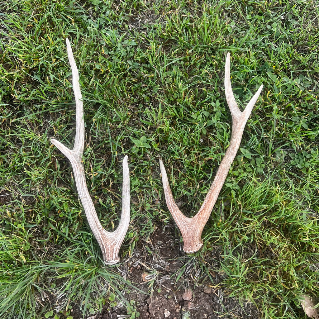 Pair of Non-Matching Axis Deer Antler Sheds - A Grade - Choose Size