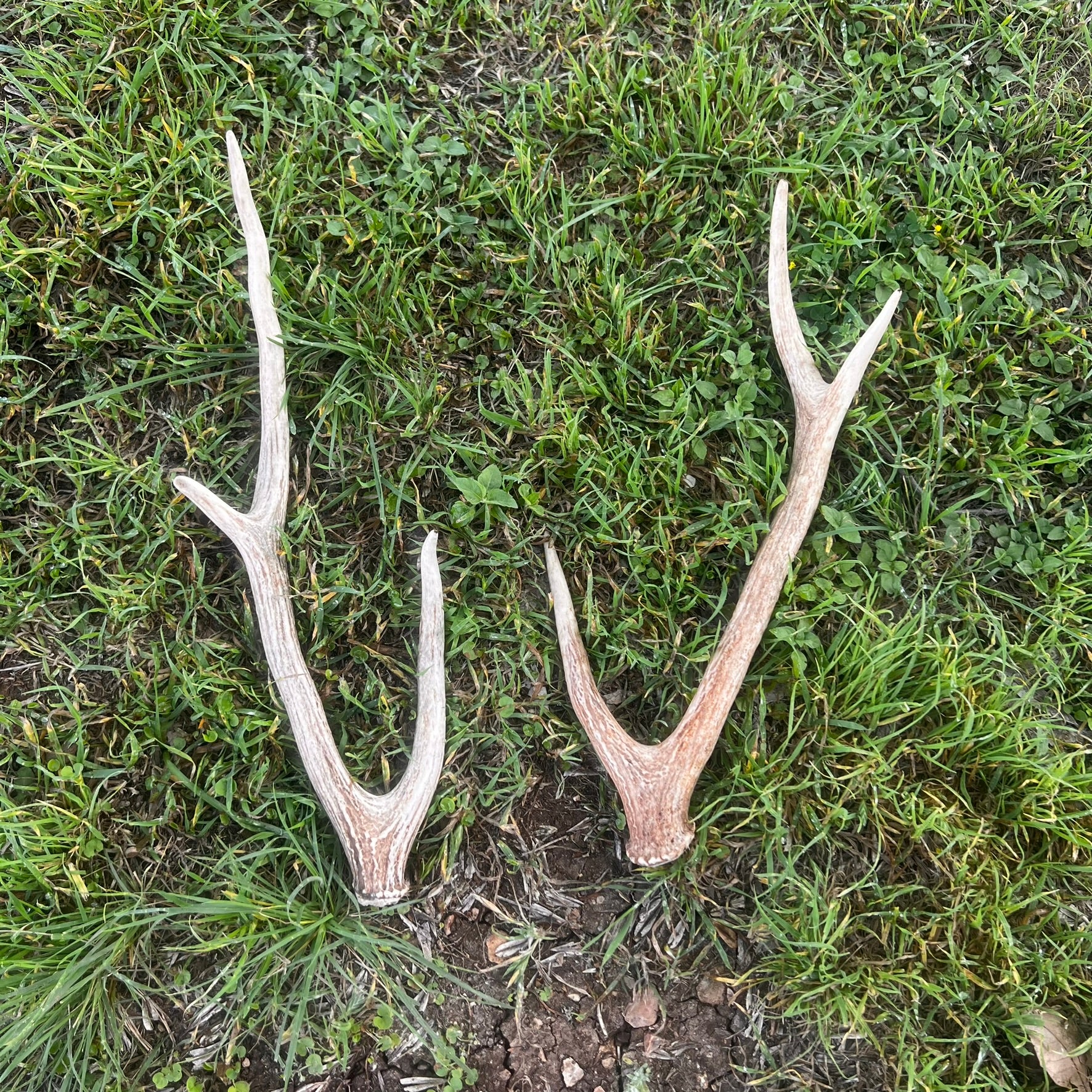 Pair of Non-Matching Axis Deer Antler Sheds - A Grade - Choose Size