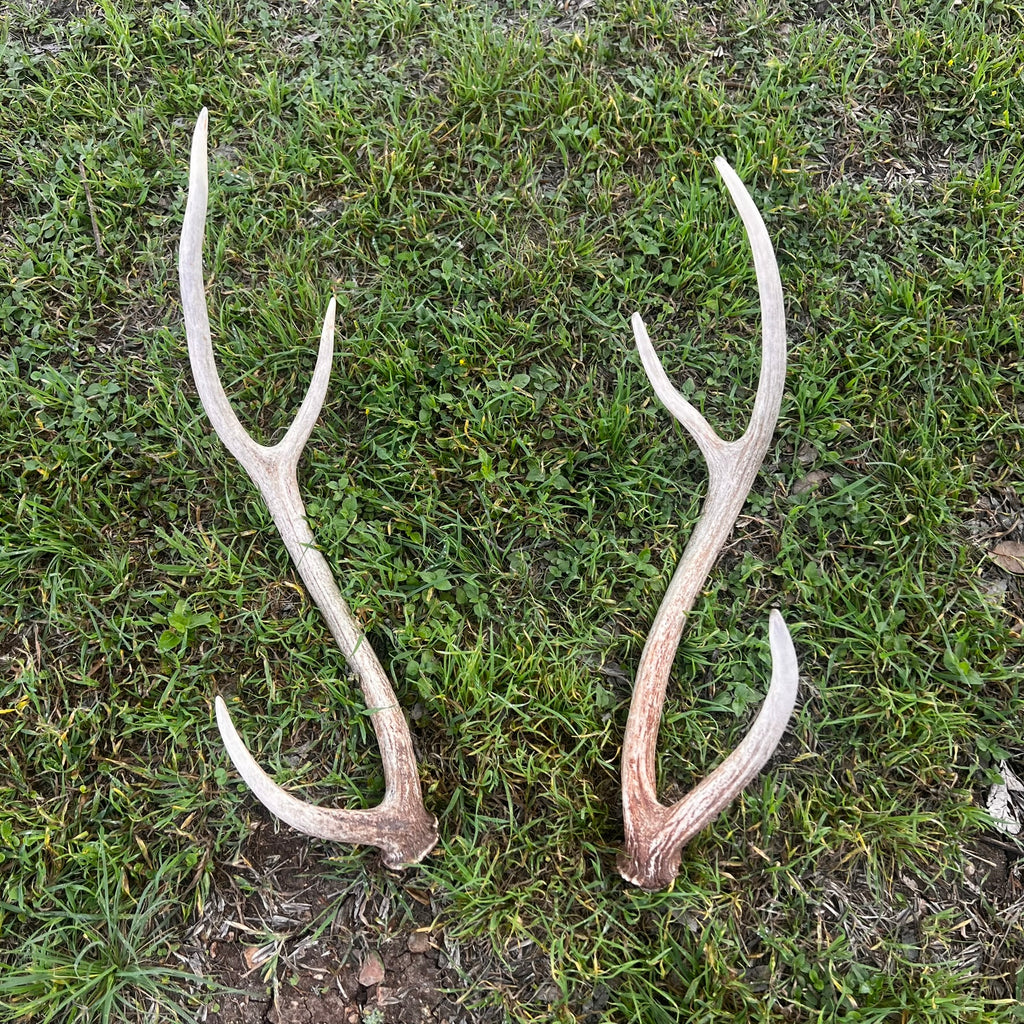 Pair of Non-Matching Axis Deer Antler Sheds - A Grade - Choose Size