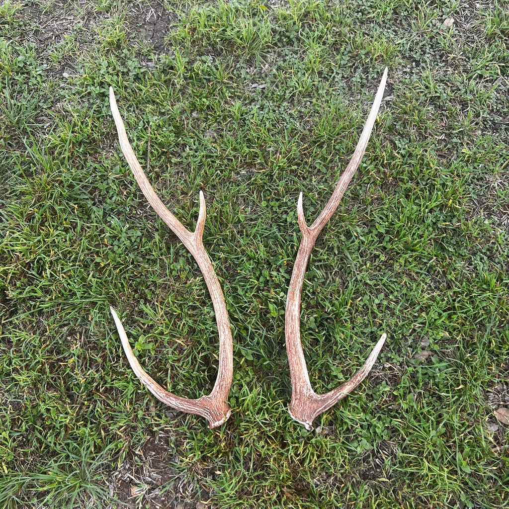 Pair of Non-Matching Axis Deer Antler Sheds - A Grade - Choose Size