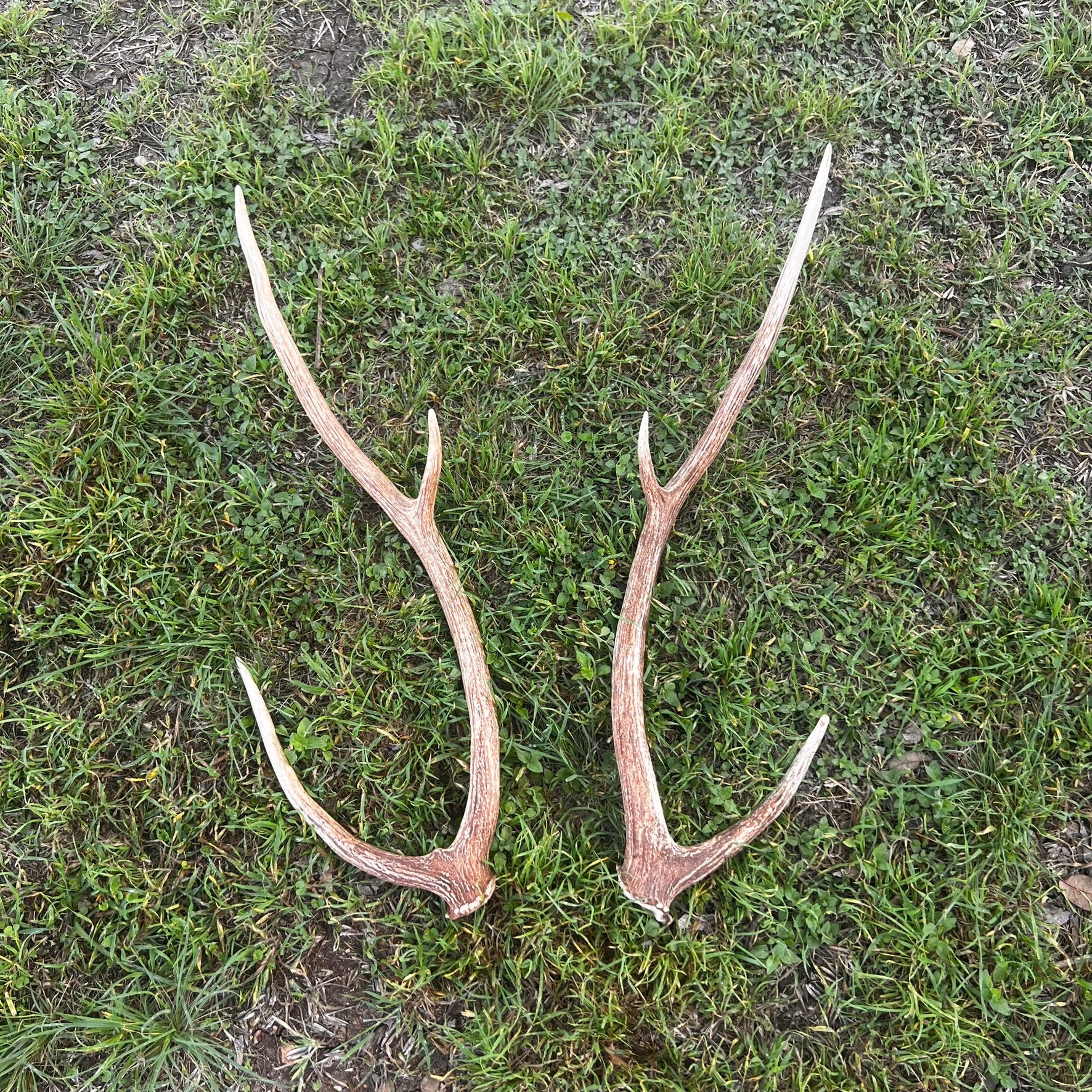 Pair of Non-Matching Axis Deer Antler Sheds - A Grade - Choose Size
