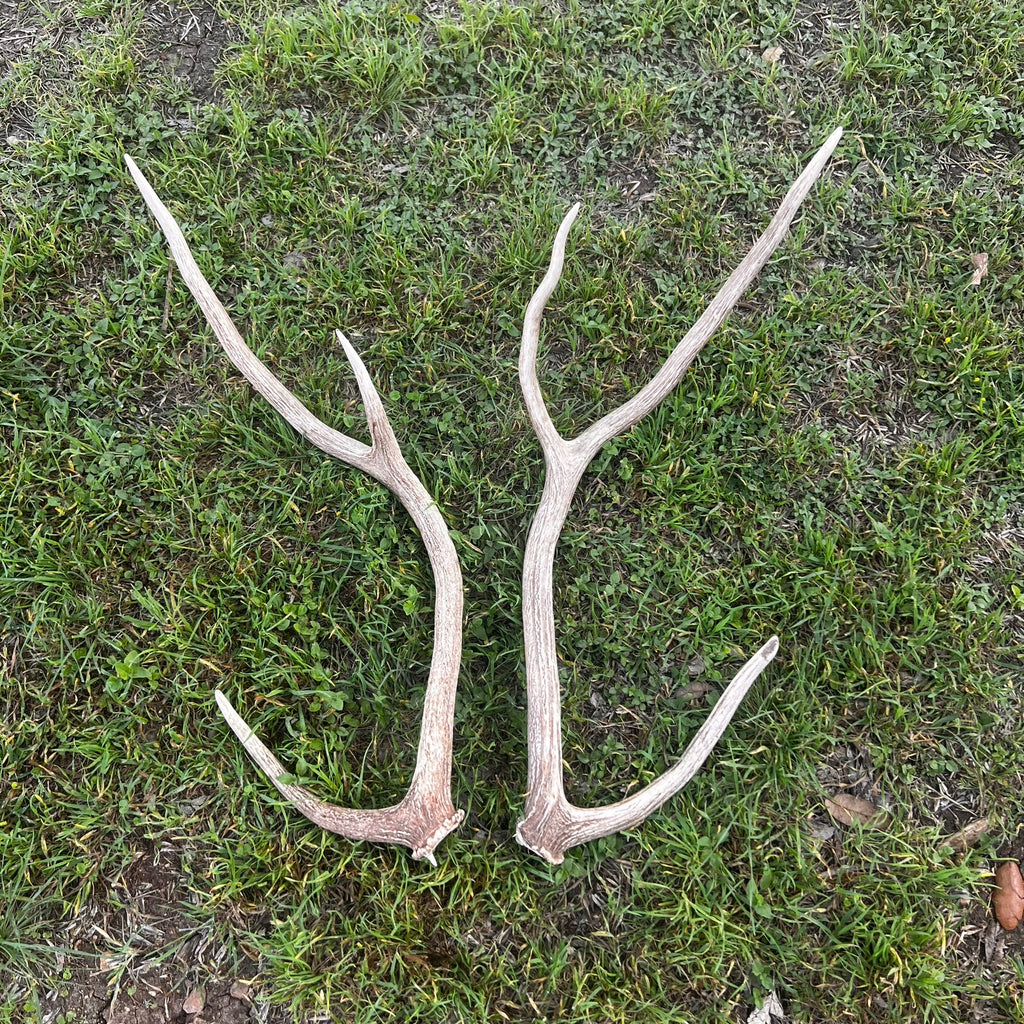 Pair of Non-Matching Axis Deer Antler Sheds - A Grade - Choose Size