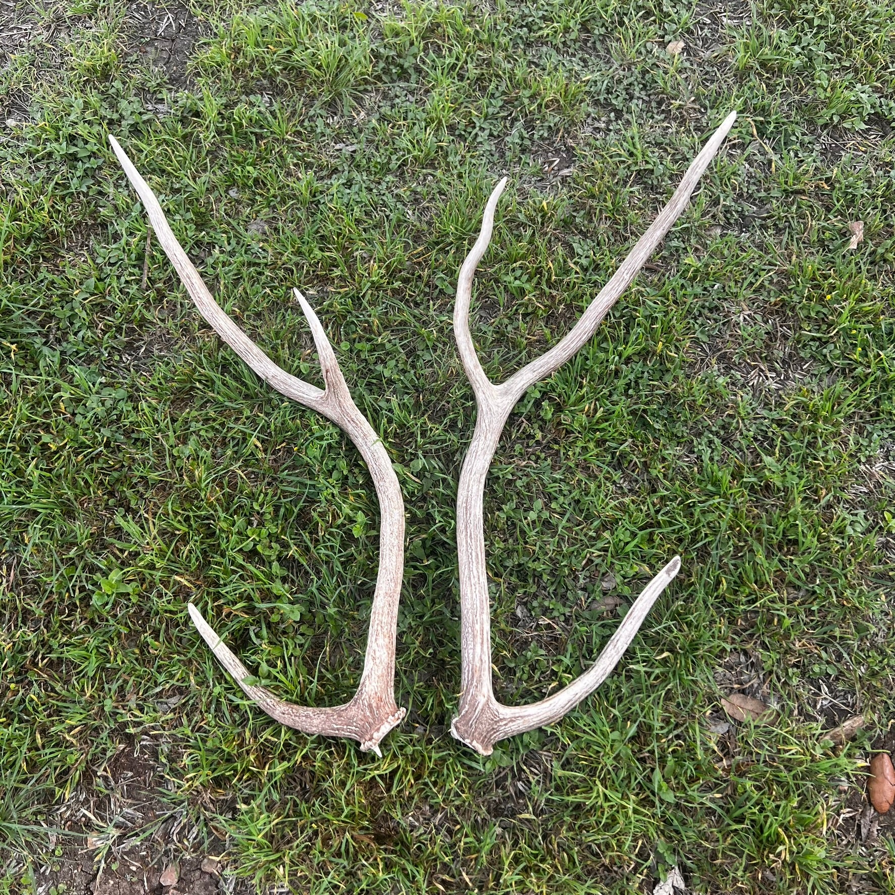 Pair of Non-Matching Axis Deer Antler Sheds - A Grade - Choose Size