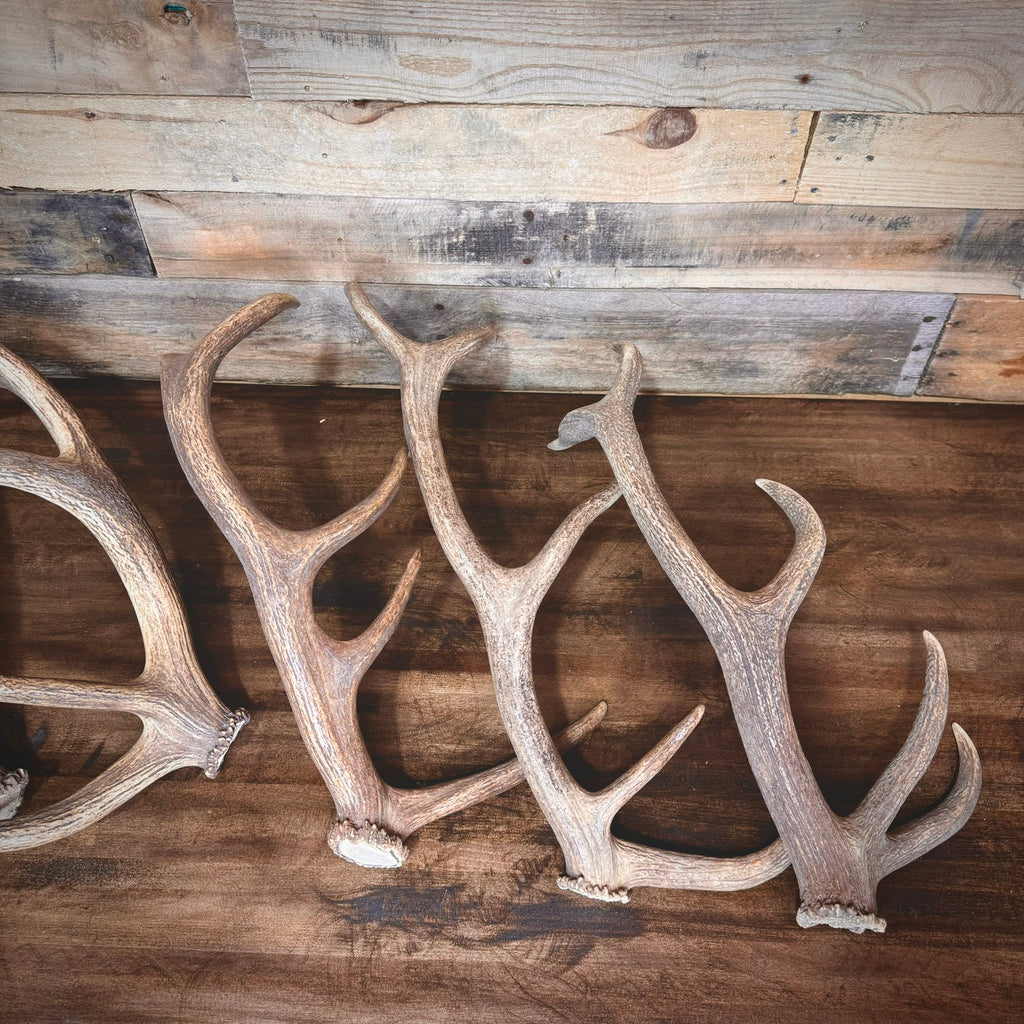 One Premium, Small Sized Red Stag/Elk Antler Shed