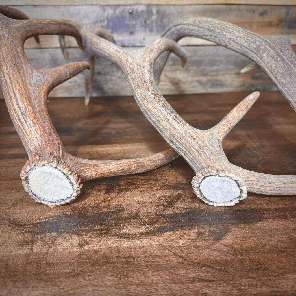 One Premium, Small Sized Red Stag/Elk Antler Shed