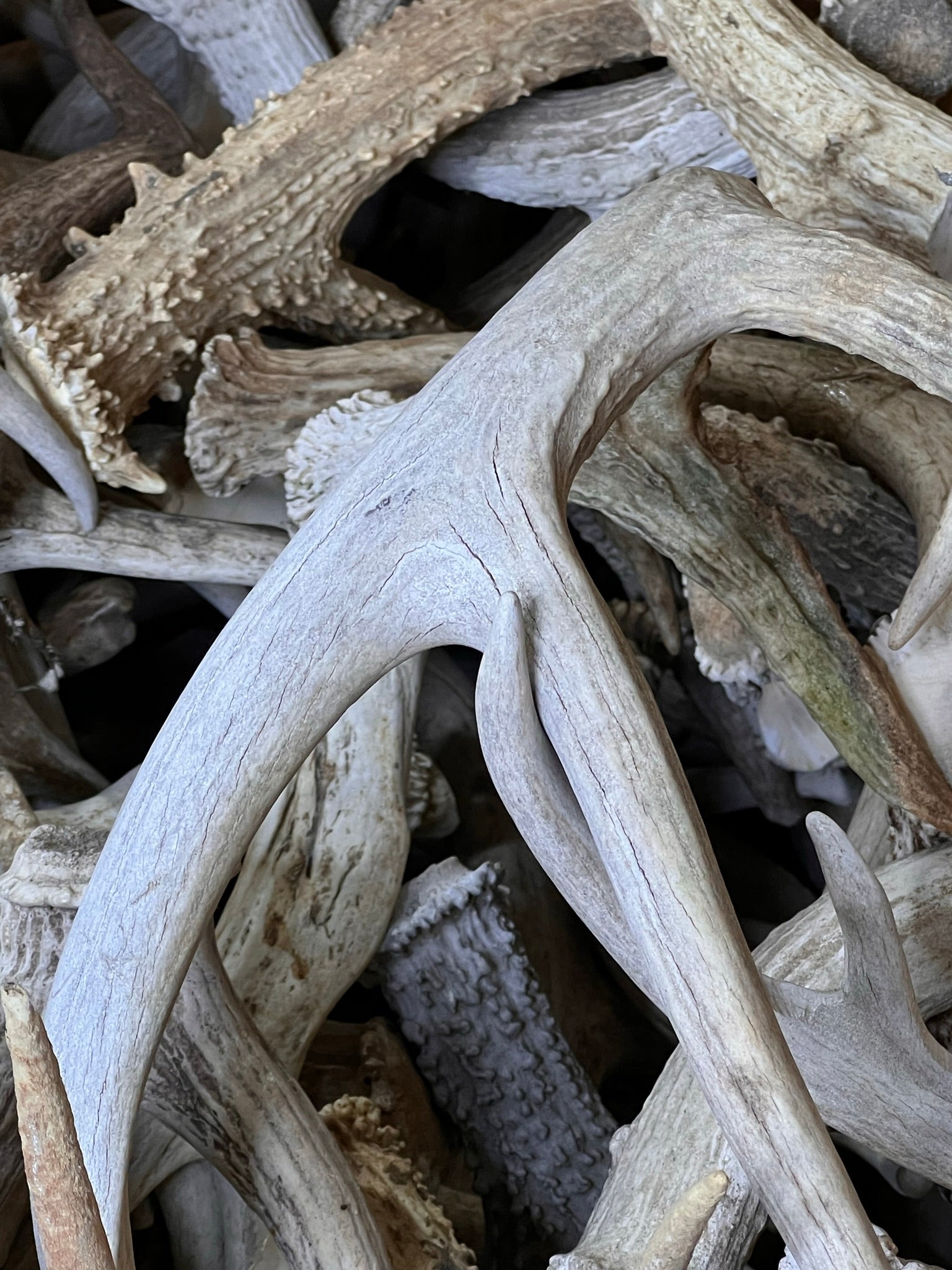 D Grade WHITETAIL Deer Antler Sheds - Heavily Weathered - 5 or 10 Pounds