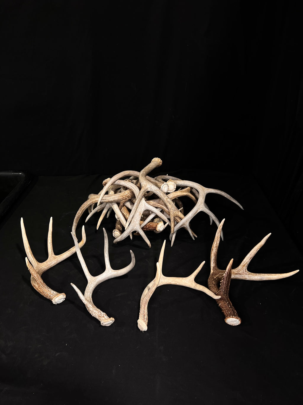 Extra Small 3/4 Point Whitetail Deer Antler Sheds - Wreath and Tree Decor, Palm Size