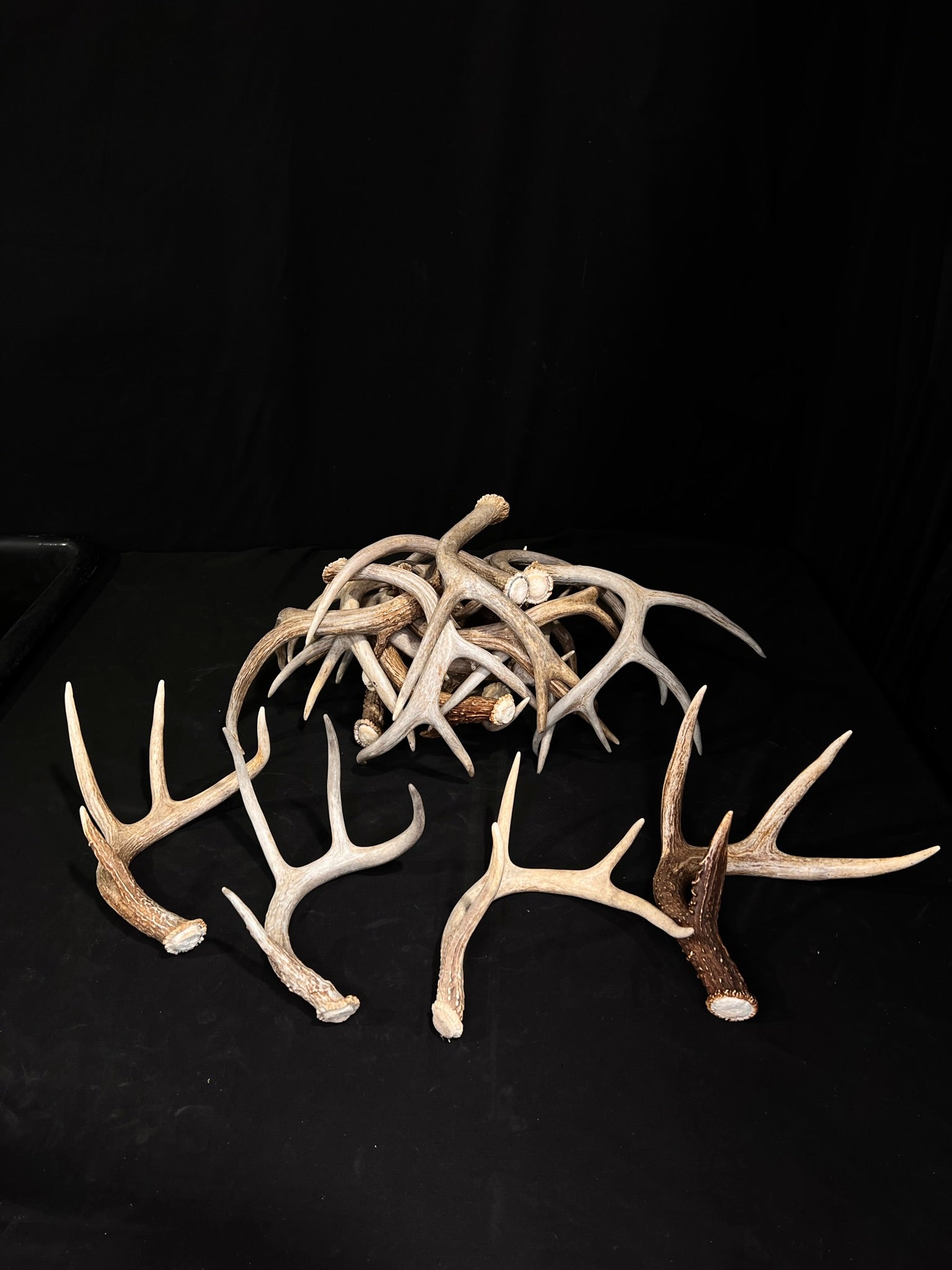 Extra Small 3/4 Point Whitetail Deer Antler Sheds - Wreath and Tree Decor, Palm Size