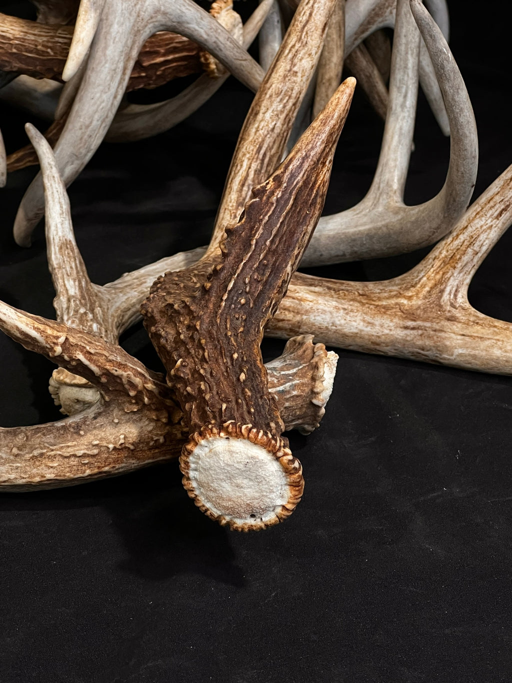Extra Small 3/4 Point Whitetail Deer Antler Sheds - Wreath and Tree Decor, Palm Size