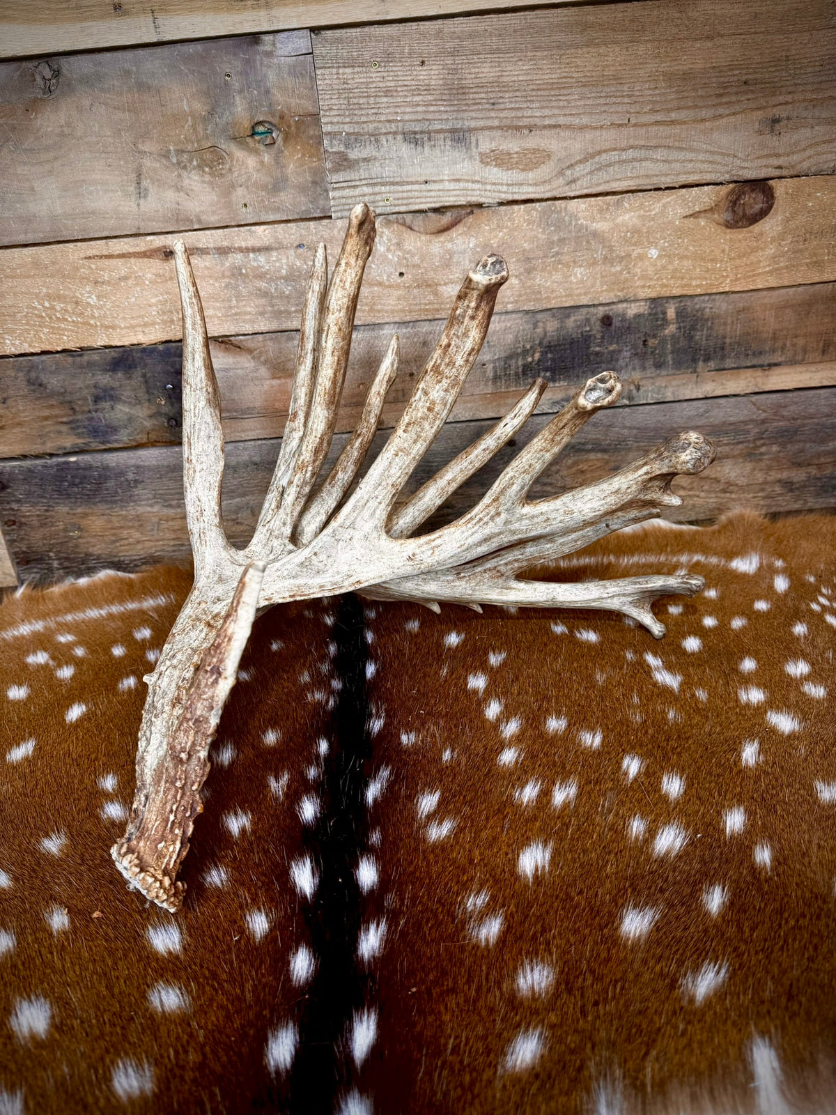 GIANT Double-Beam 112" Trophy Whitetail Antler Shed
