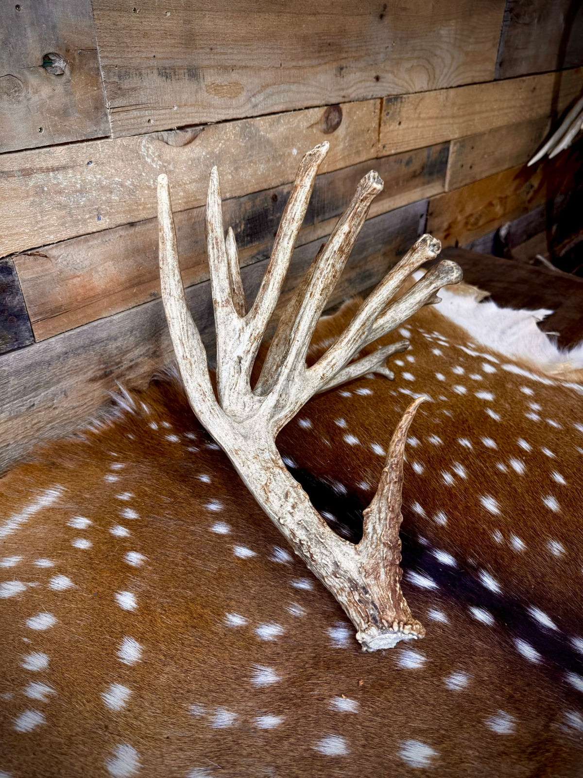 GIANT Double-Beam 112" Trophy Whitetail Antler Shed