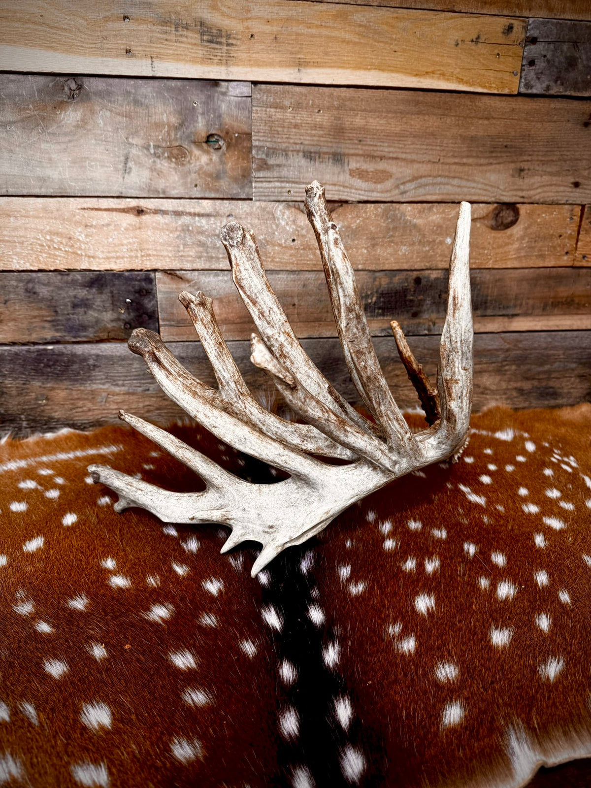 GIANT Double-Beam 112" Trophy Whitetail Antler Shed