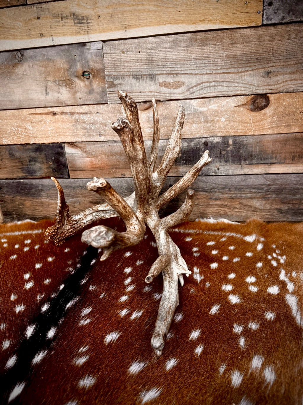 GIANT Double-Beam 112" Trophy Whitetail Antler Shed