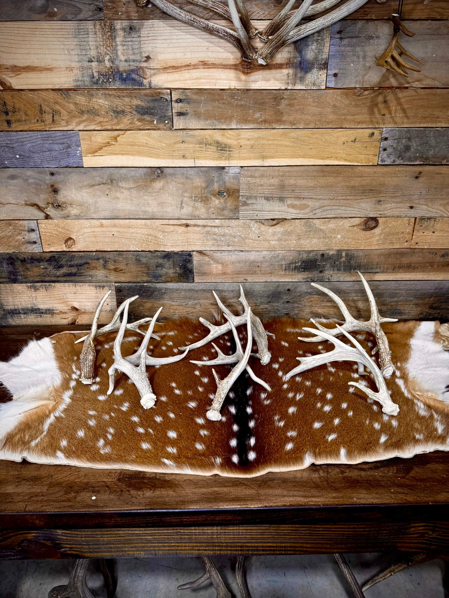 ONE Small/Extra Small, Self-Standing Whitetail Shed With a Droptine - Free Ship
