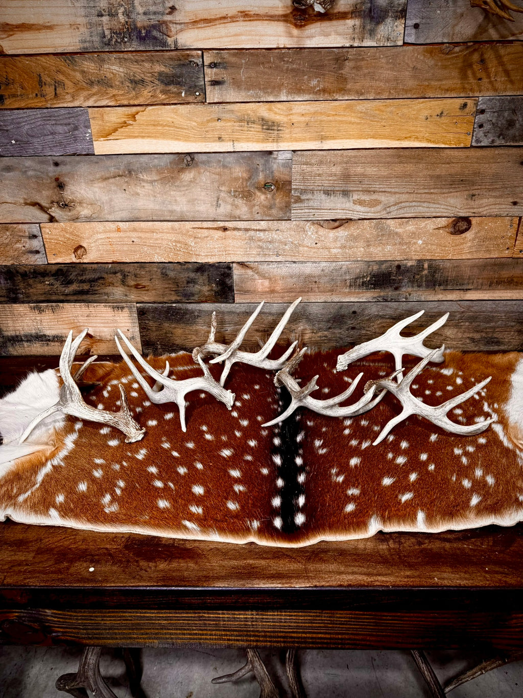 ONE Small/Extra Small, Self-Standing Whitetail Shed With a Droptine - Free Ship