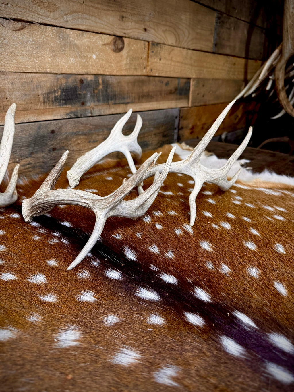 ONE Small/Extra Small, Self-Standing Whitetail Shed With a Droptine - Free Ship