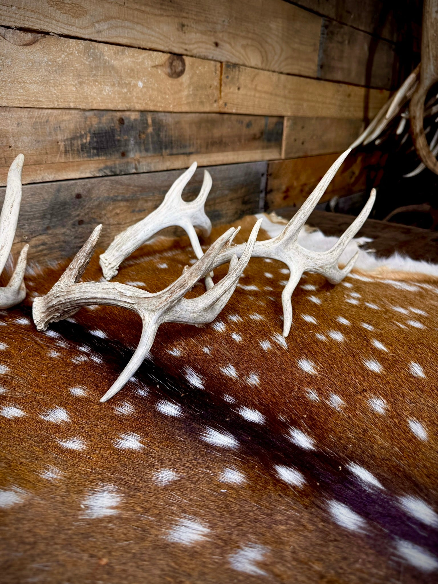 ONE Small/Extra Small, Self-Standing Whitetail Shed With a Droptine - Free Ship
