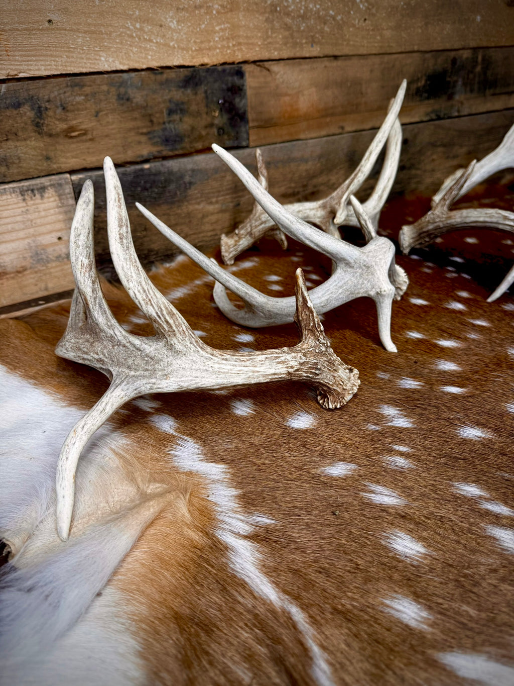 ONE Small/Extra Small, Self-Standing Whitetail Shed With a Droptine - Free Ship