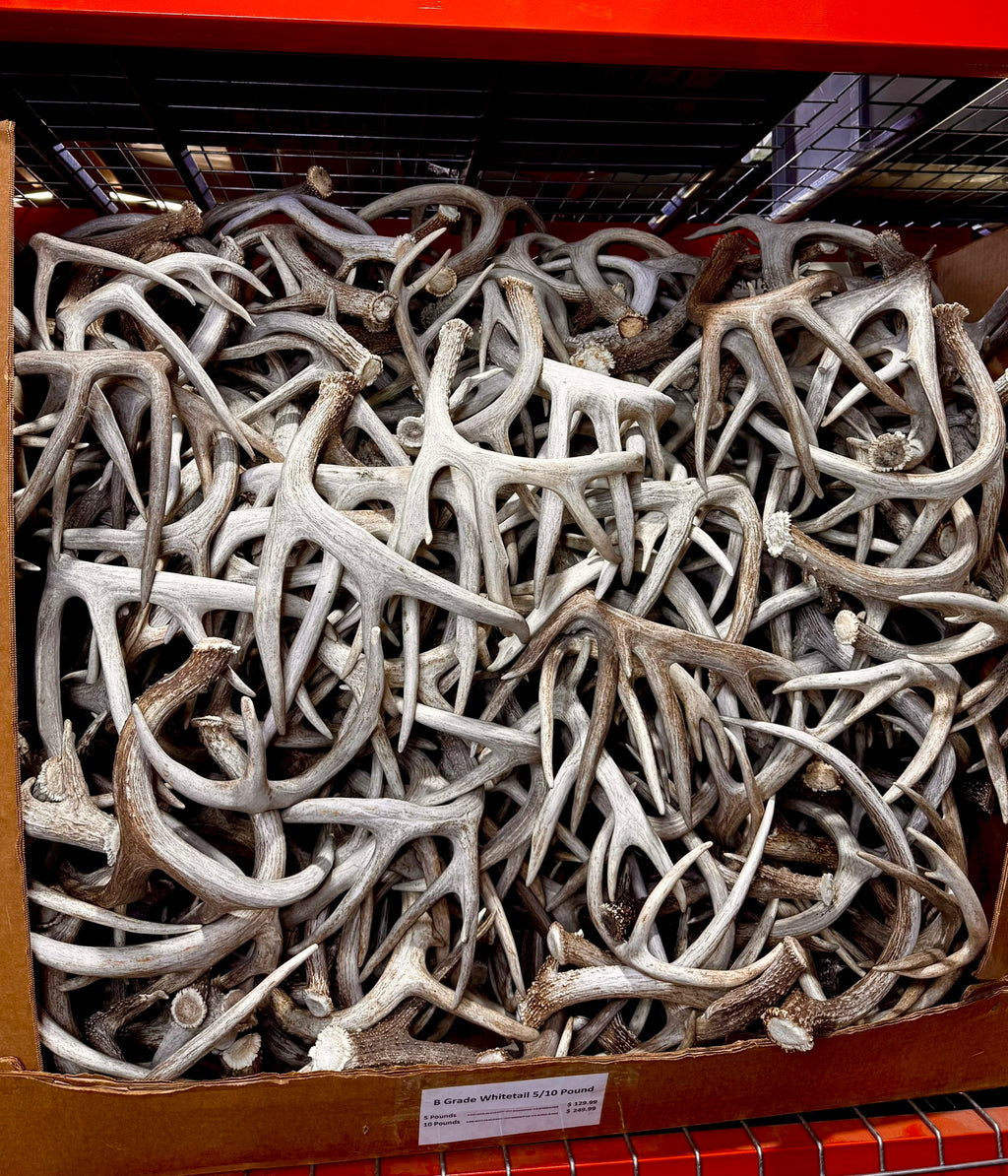 B Grade WHITETAIL Deer Antler Sheds - Light Brown/White Color - 5 or 10 Pounds