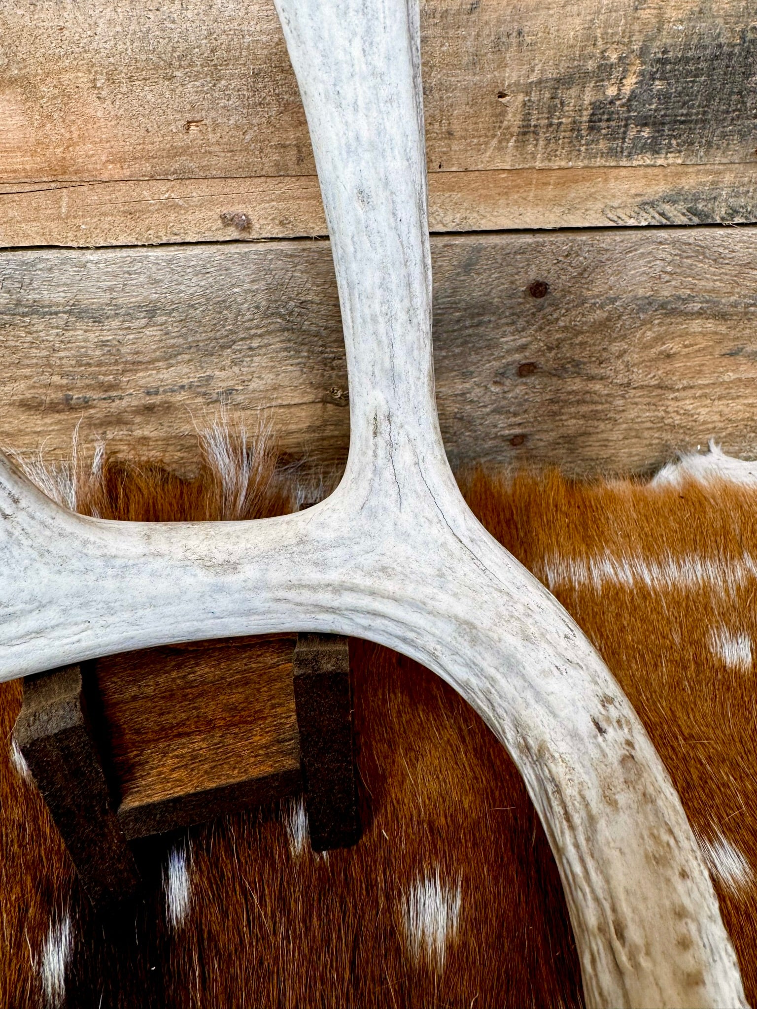 C Grade WHITETAIL Deer Antler Sheds - Light to Moderate Weathering, 5 or 10 Pounds