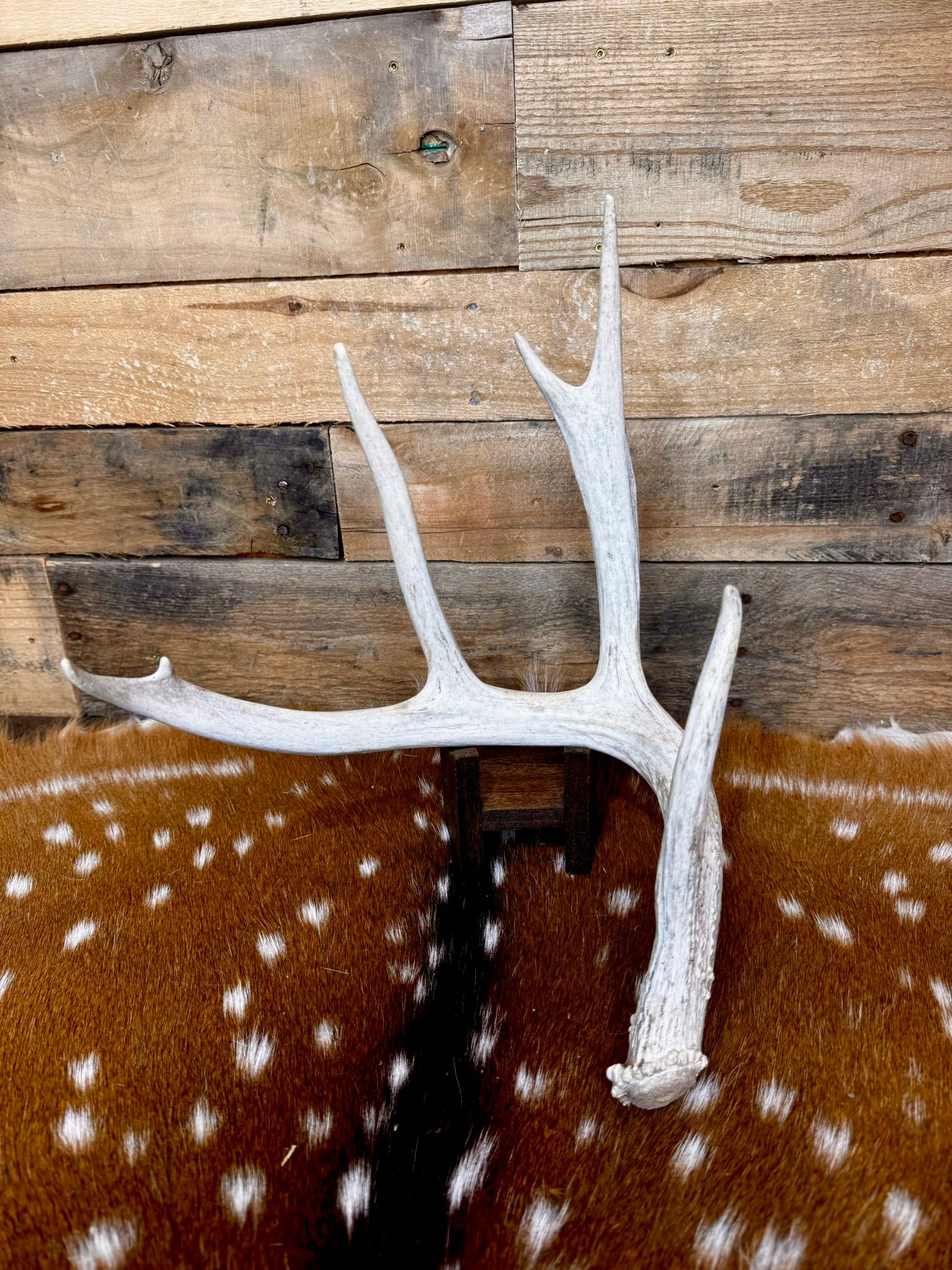 C Grade WHITETAIL Deer Antler Sheds - Light to Moderate Weathering, 5 or 10 Pounds