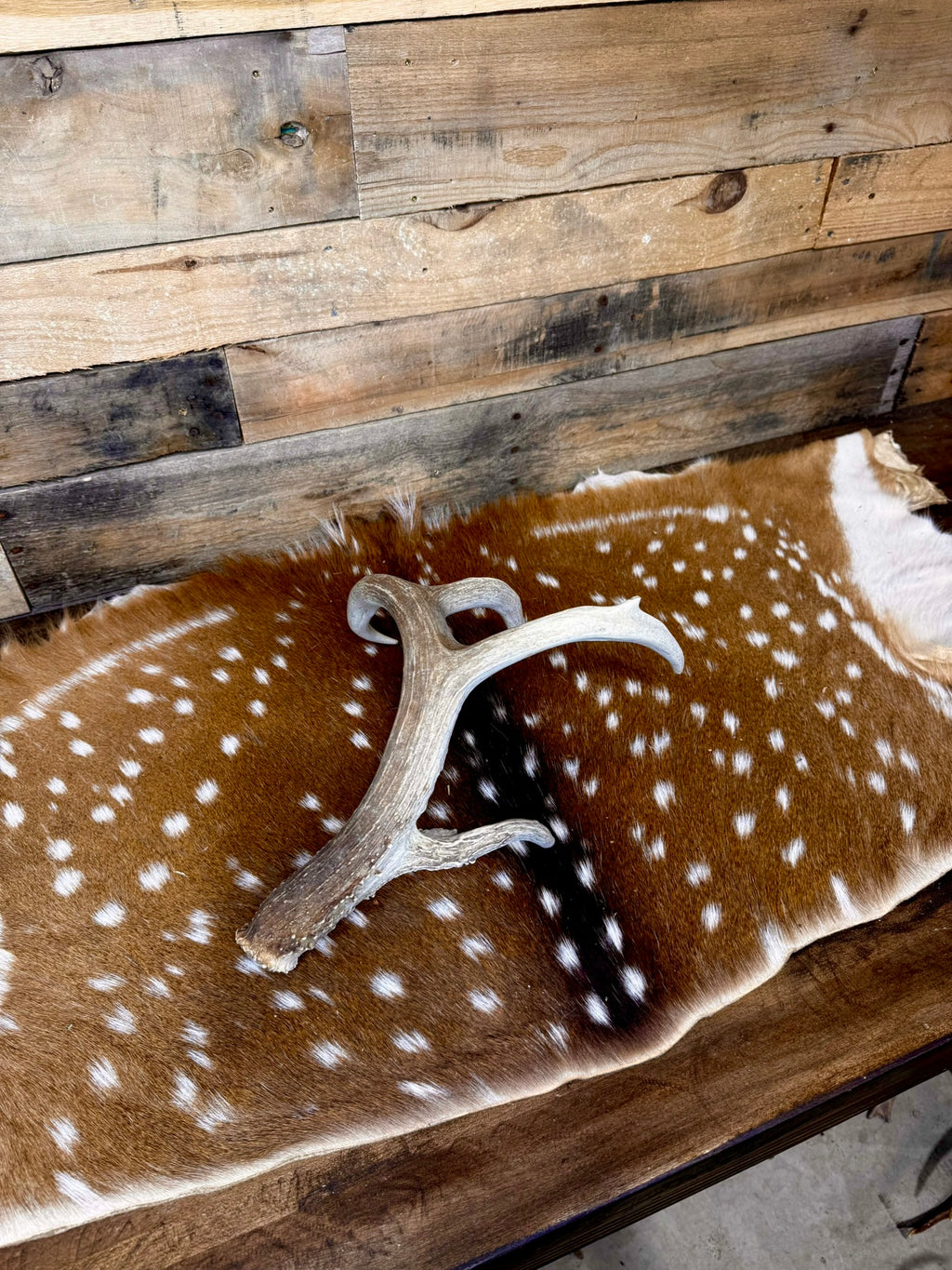 C Grade WHITETAIL Deer Antler Sheds - Light to Moderate Weathering, 5 or 10 Pounds