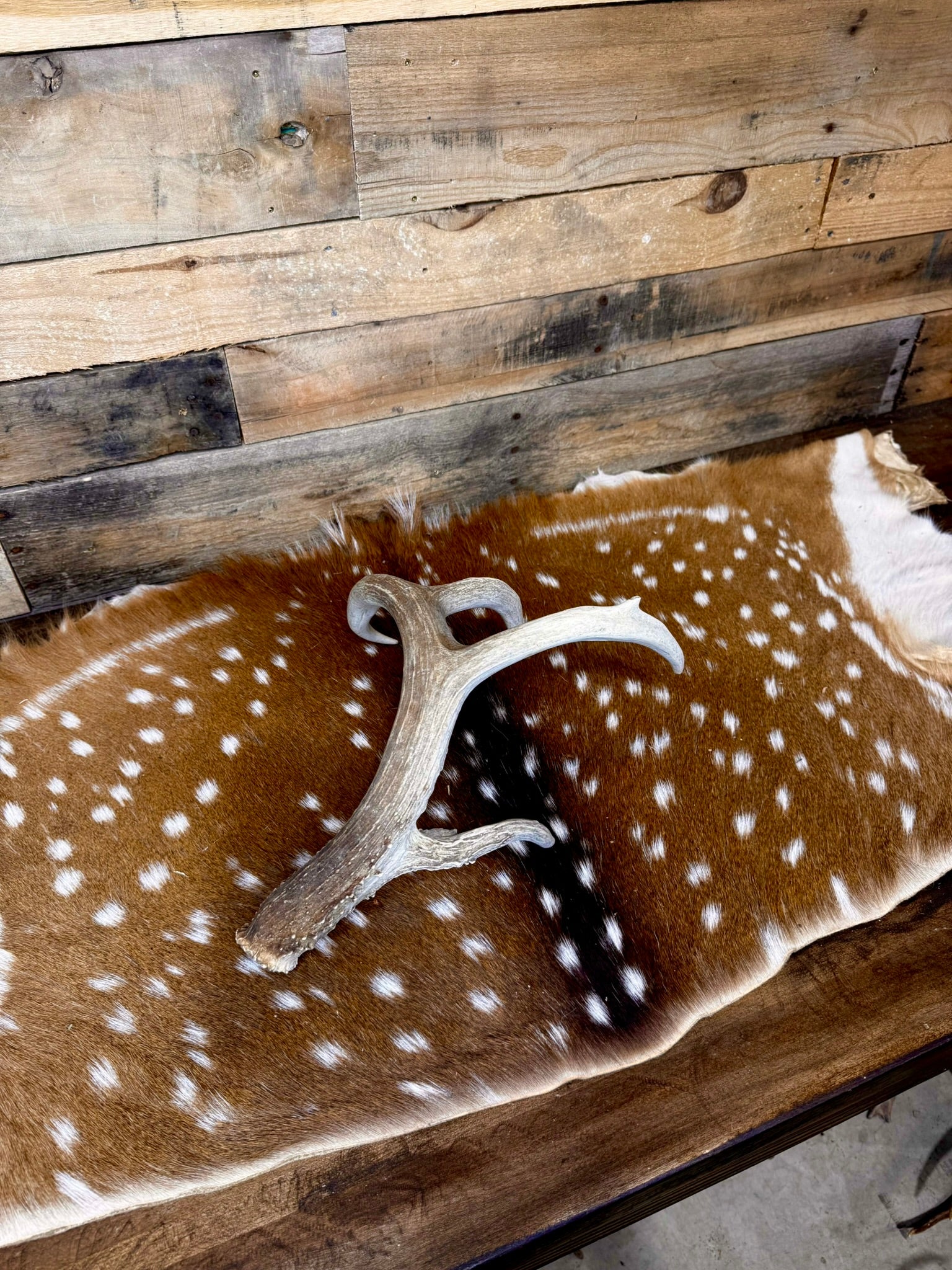 C Grade WHITETAIL Deer Antler Sheds - Light to Moderate Weathering, 5 or 10 Pounds