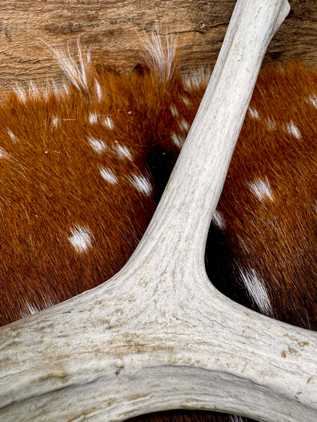 C Grade WHITETAIL Deer Antler Sheds - Light to Moderate Weathering, 5 or 10 Pounds