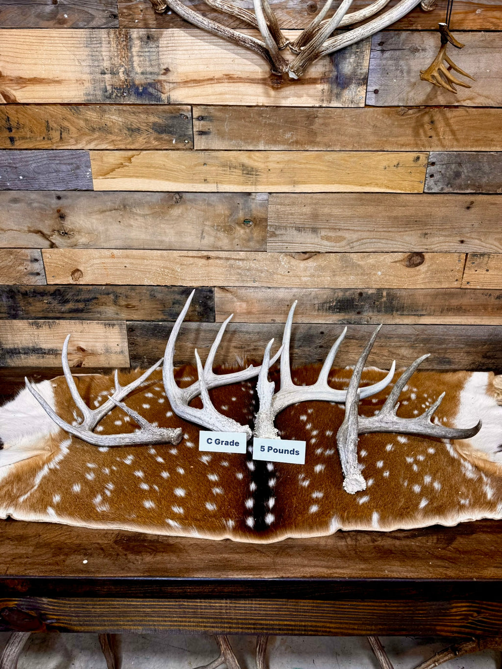 C Grade WHITETAIL Deer Antler Sheds - Light to Moderate Weathering, 5 or 10 Pounds