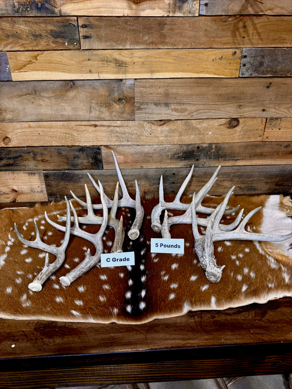 C Grade WHITETAIL Deer Antler Sheds - Light to Moderate Weathering, 5 or 10 Pounds