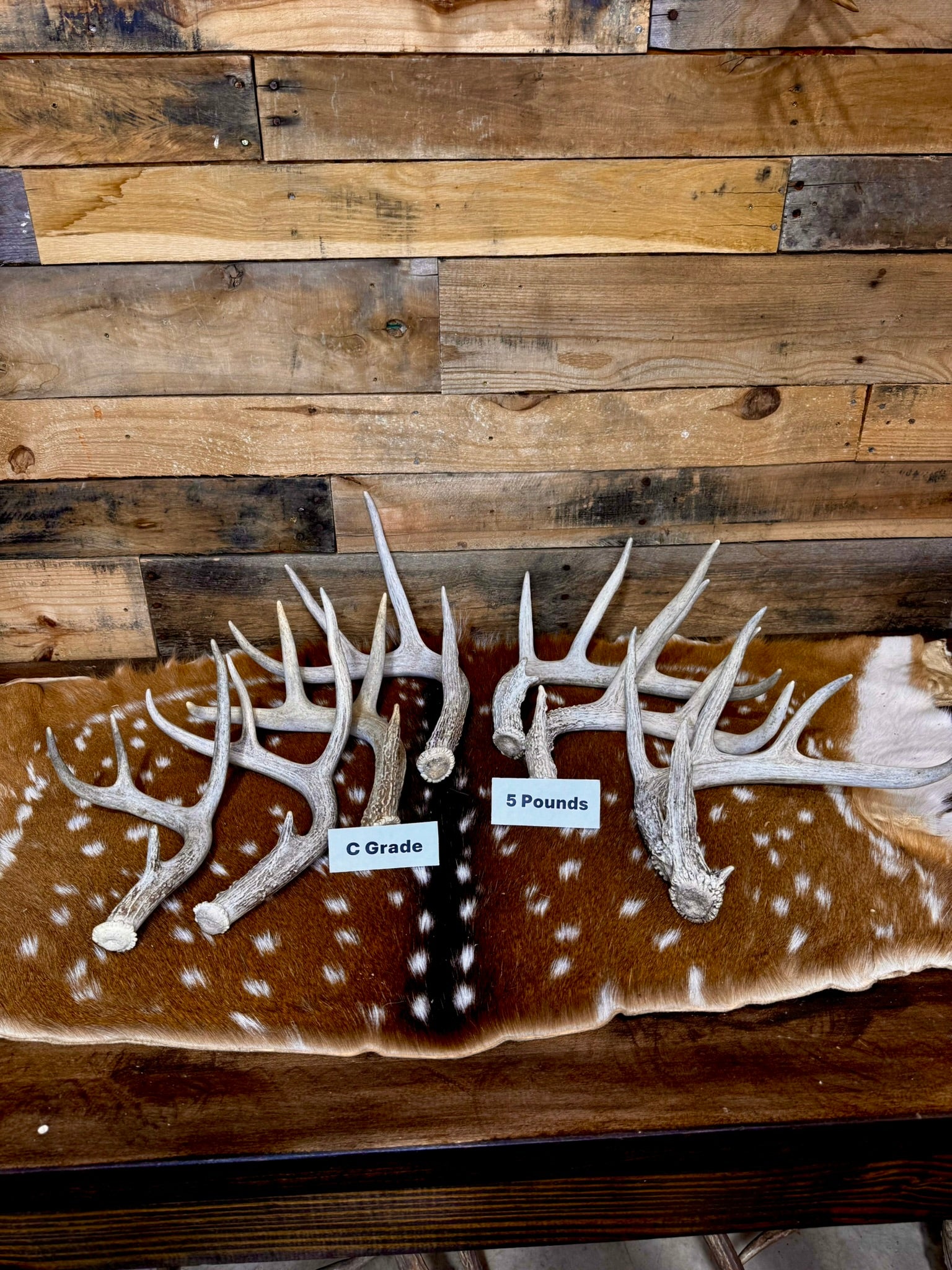 C Grade WHITETAIL Deer Antler Sheds - Light to Moderate Weathering, 5 or 10 Pounds