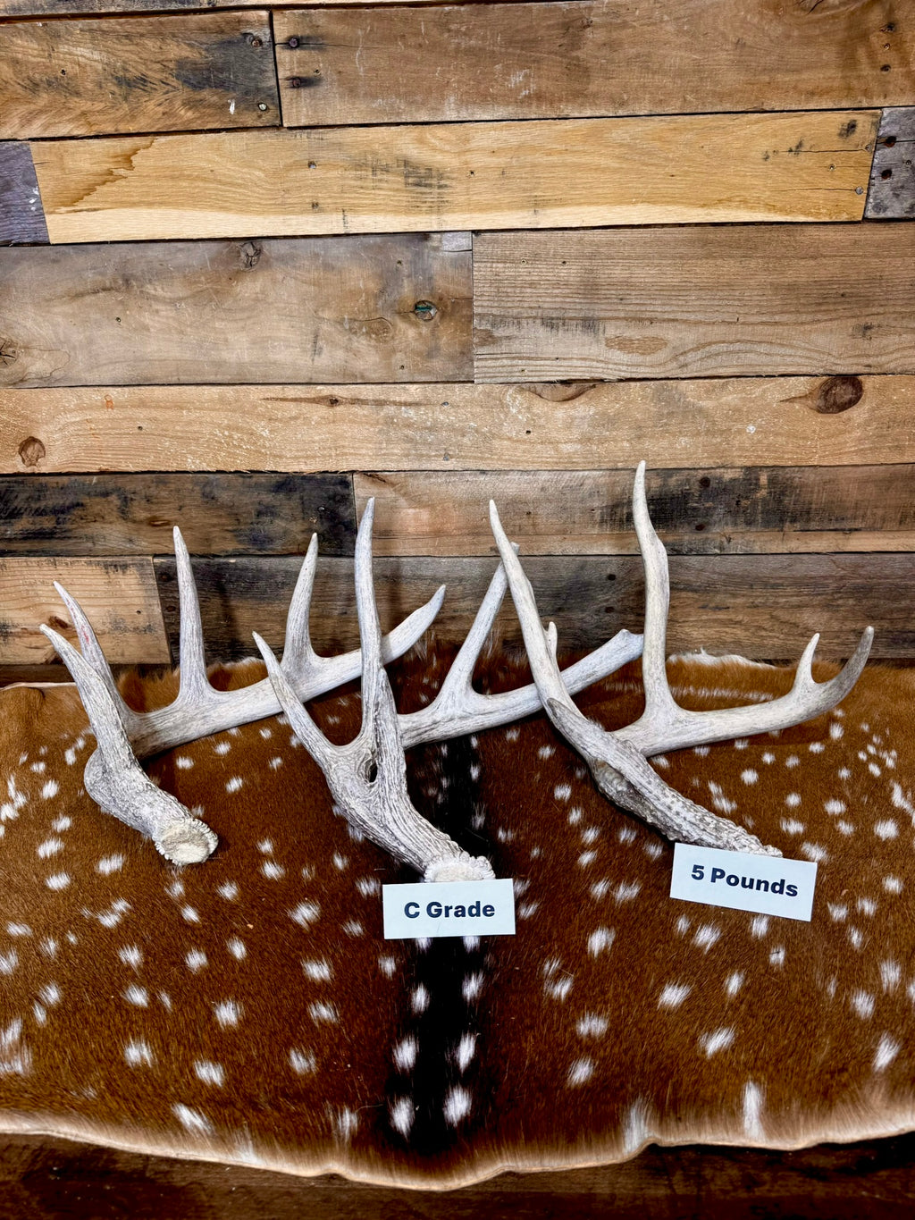 C Grade WHITETAIL Deer Antler Sheds - Light to Moderate Weathering, 5 or 10 Pounds