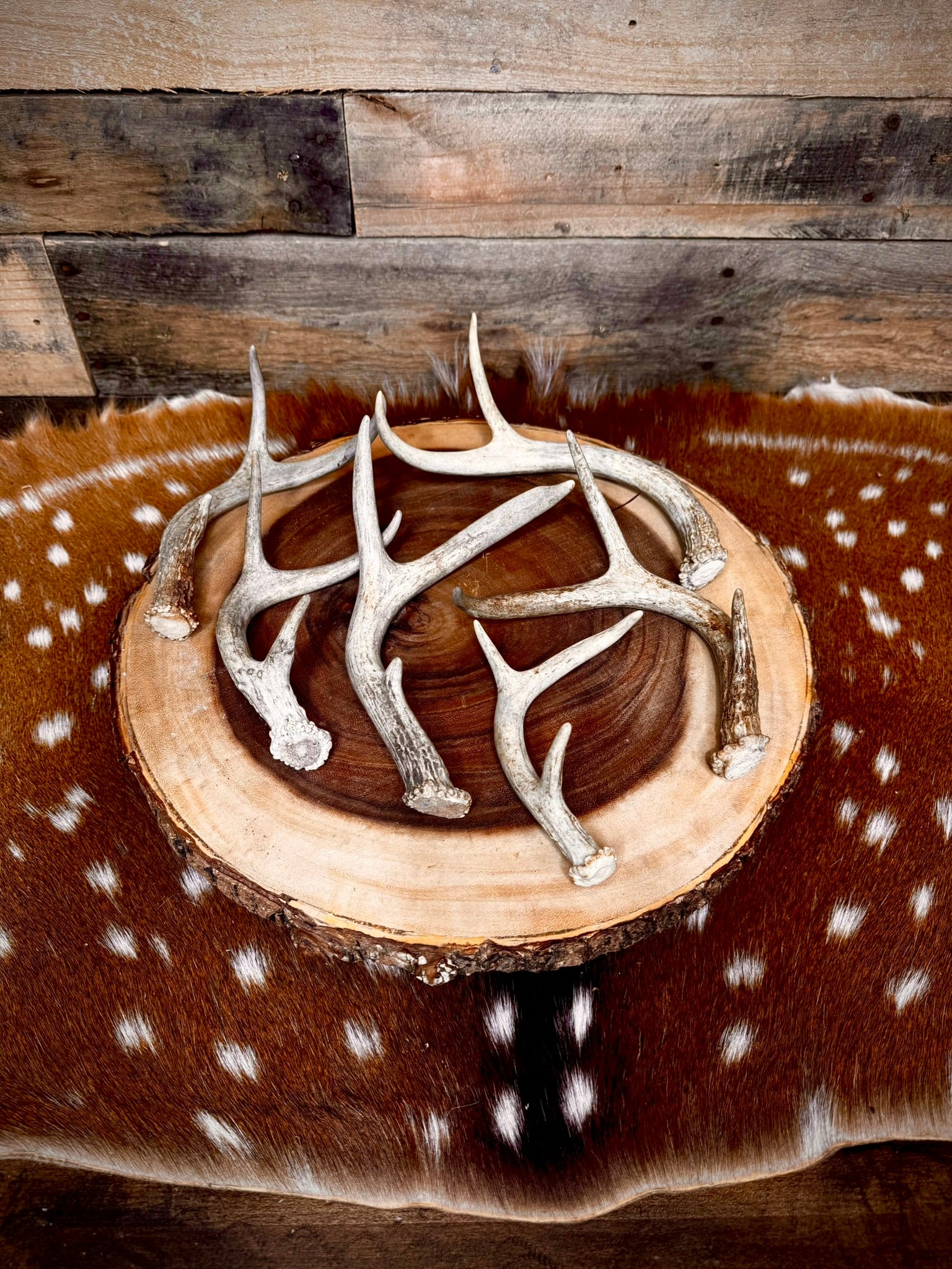 Extra-Small Fork-Horn 2/3 Point Whitetail Antler Sheds - Wreath and Tree Decor