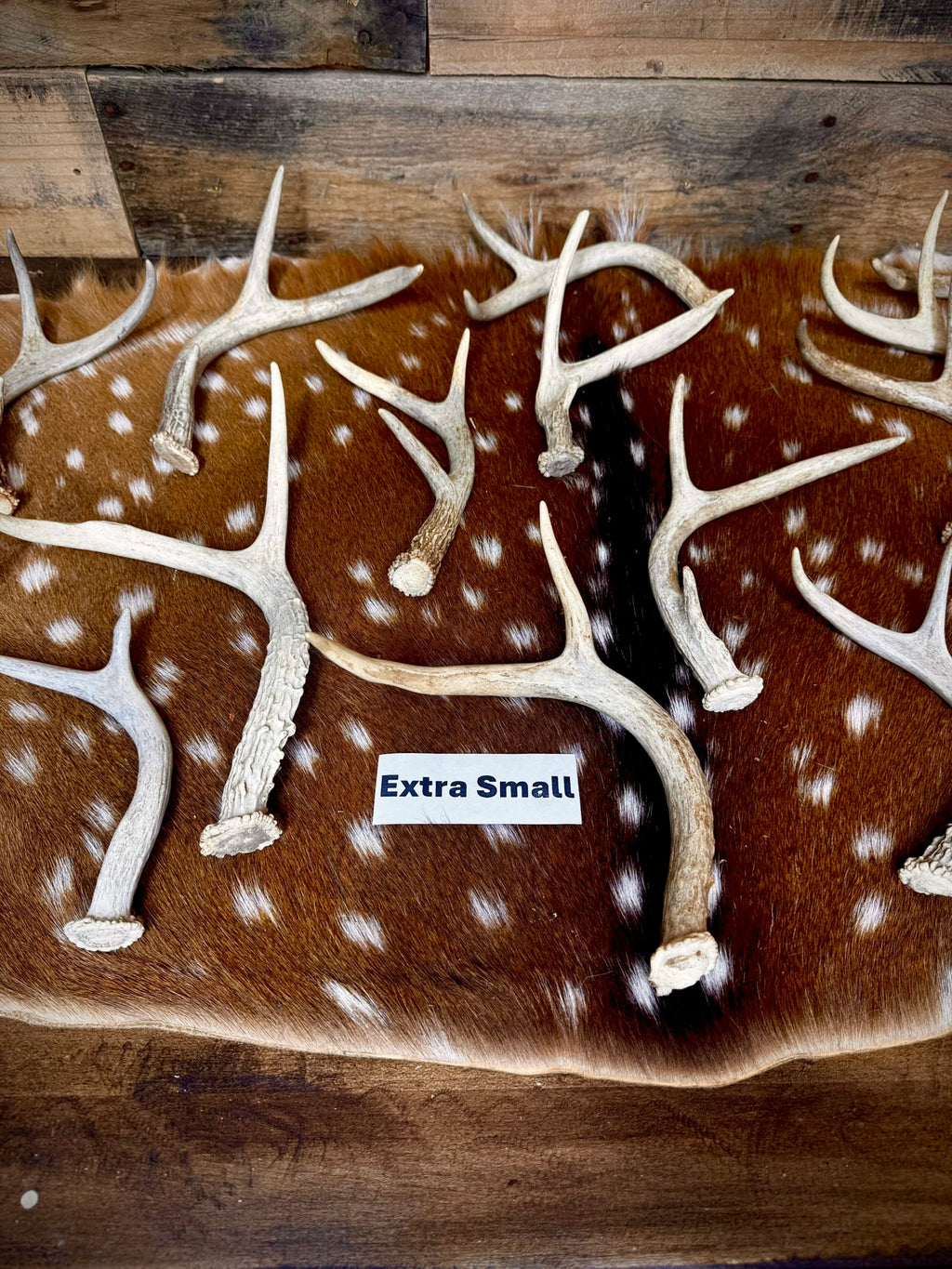 Extra-Small Fork-Horn 2/3 Point Whitetail Antler Sheds - Wreath and Tree Decor