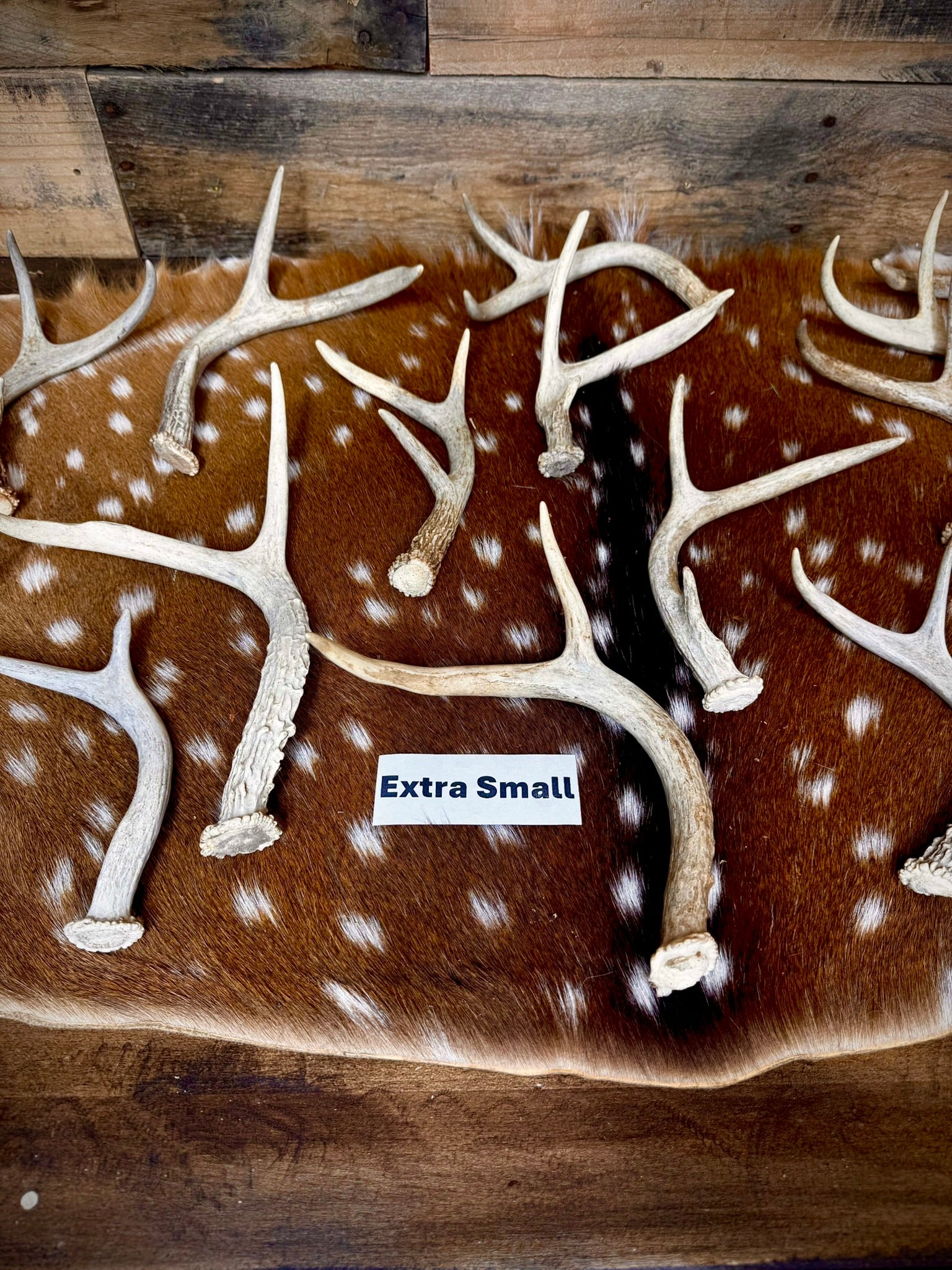 Extra-Small Fork-Horn 2/3 Point Whitetail Antler Sheds - Wreath and Tree Decor