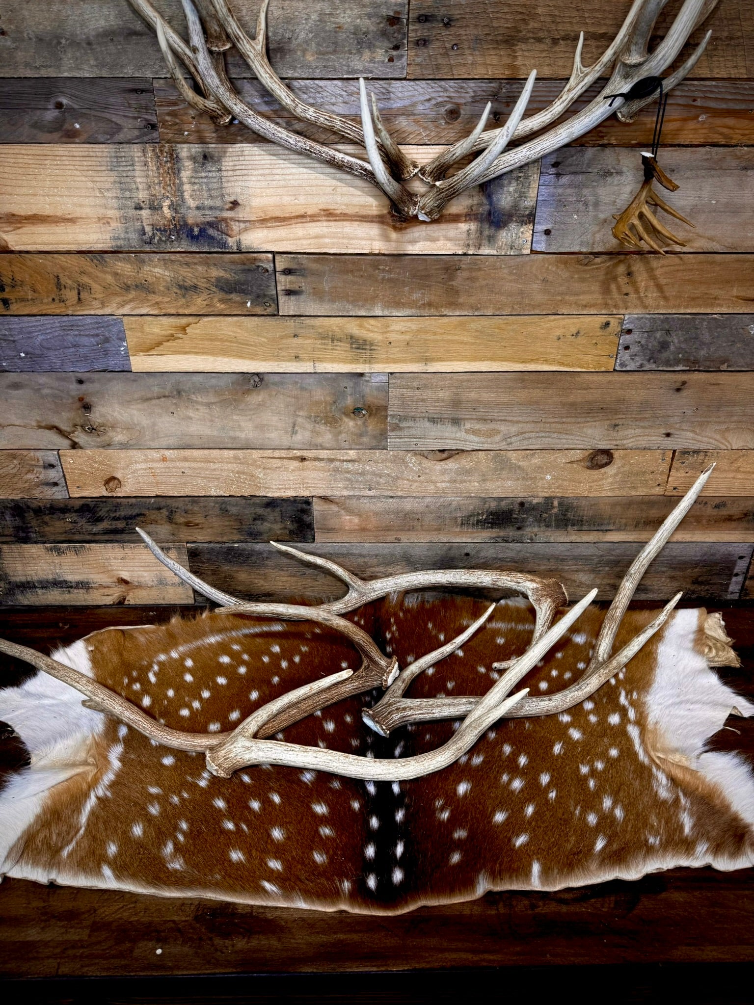 A Grade AXIS Deer Antler Sheds - A Grade With Minor Blemishes - 5 or 10 Pounds - Free Ship