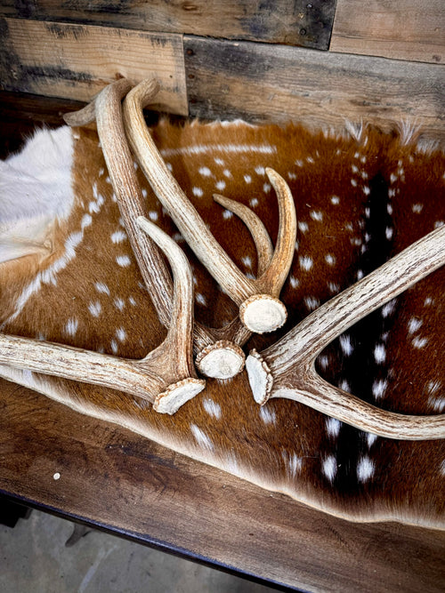 A Grade AXIS Deer Antler Sheds - A Grade With Minor Blemishes - 5 or 10 Pounds - Free Ship