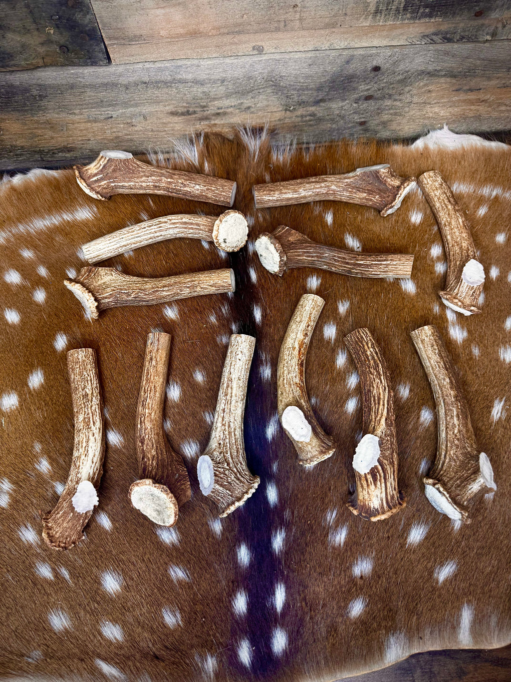 Deer Antler Knife Handle Blank With Burr & Crown - Axis Antler - Choose Size & Color
