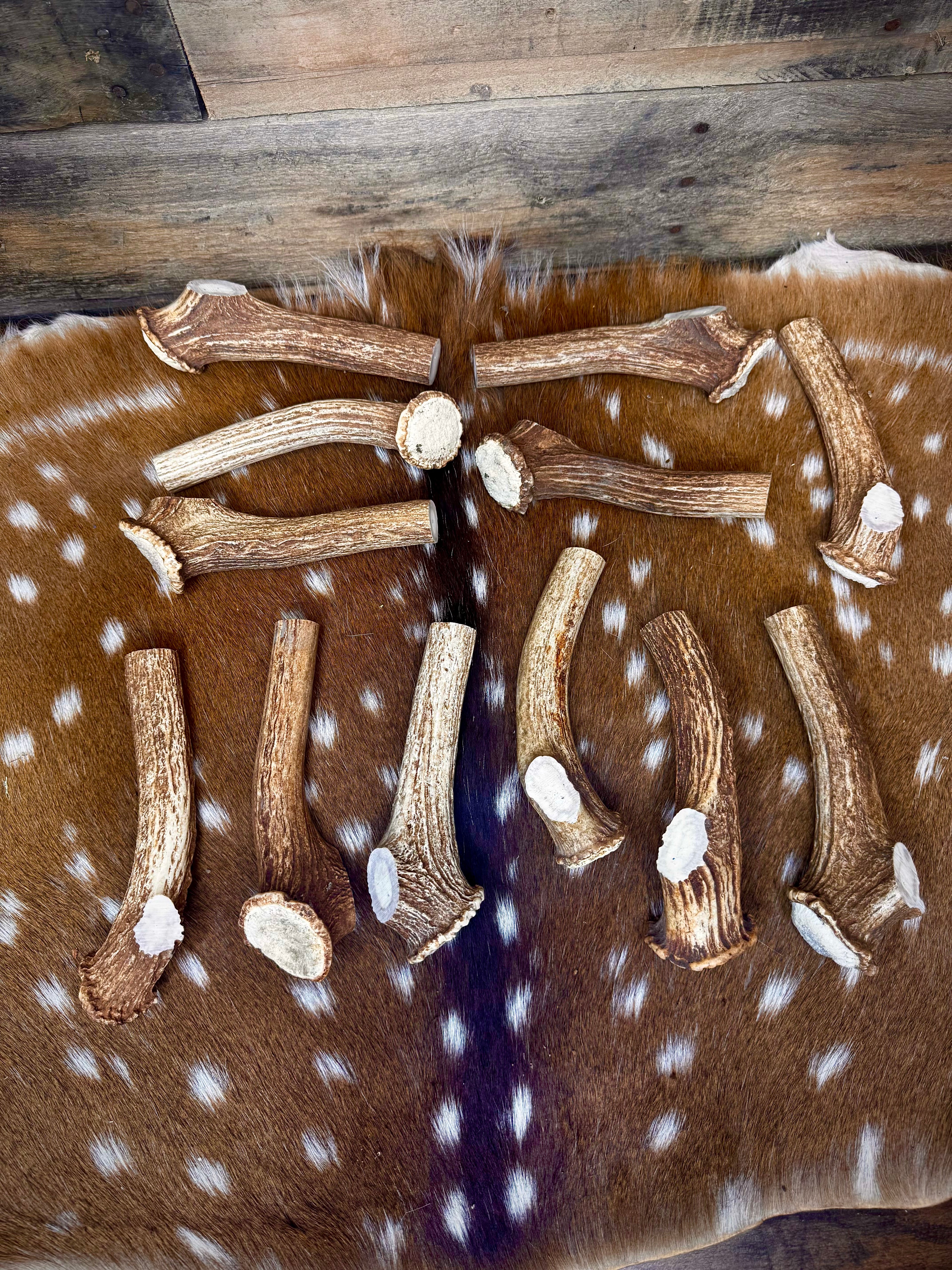 Deer Antler Knife Handle Blank With Burr & Crown - Axis Antler - Choose Size & Color