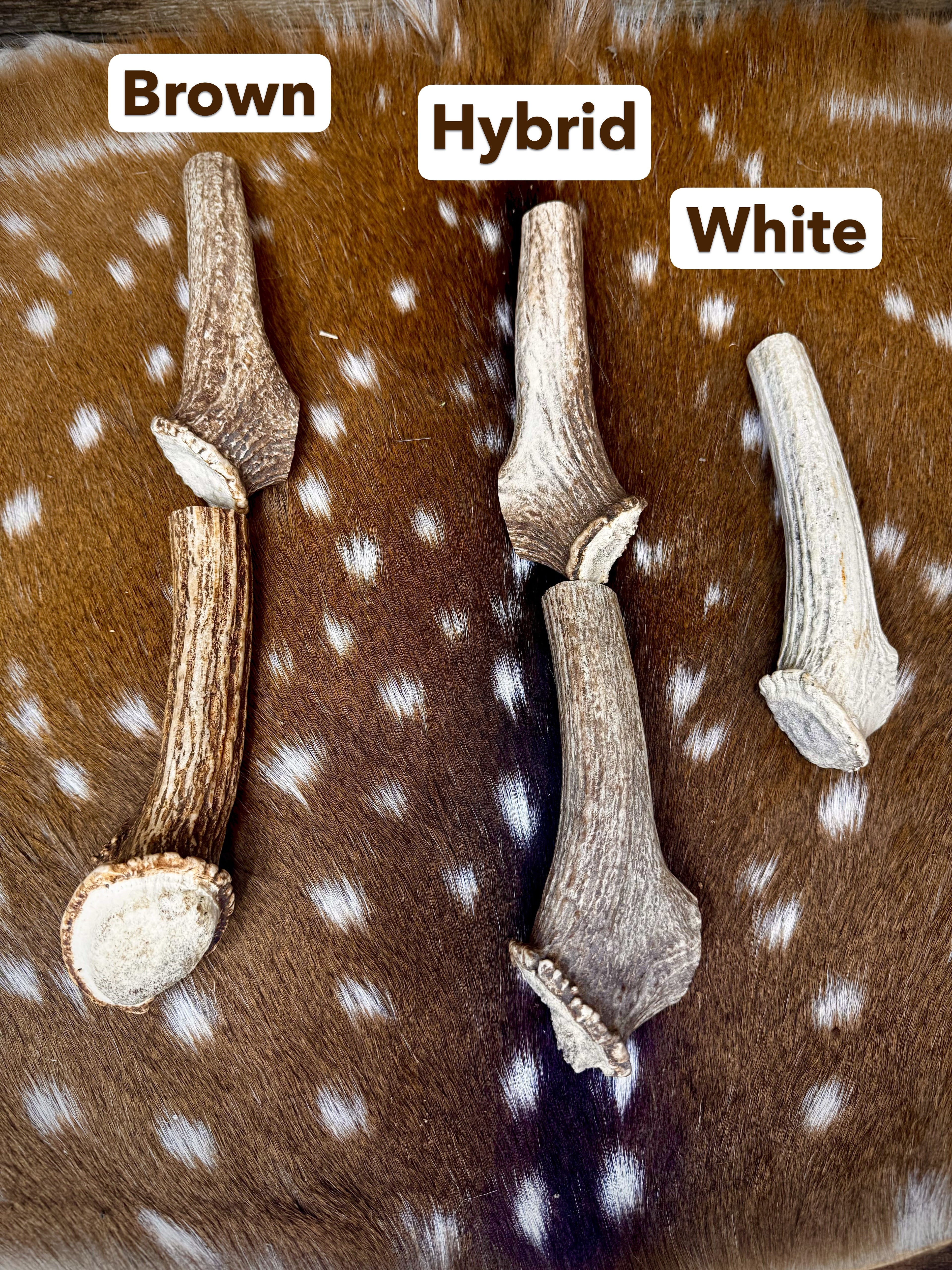 Deer Antler Knife Handle Blank With Burr & Crown - Axis Antler - Choose Size & Color