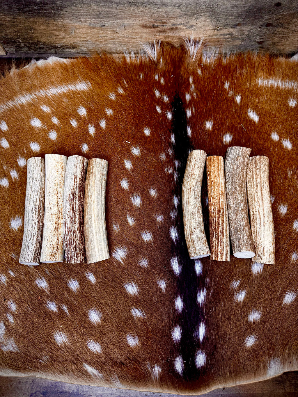 Deer Antler Knife Handle or Pen-Turning Blank, No Burr (Slab) - Choose Size and Color