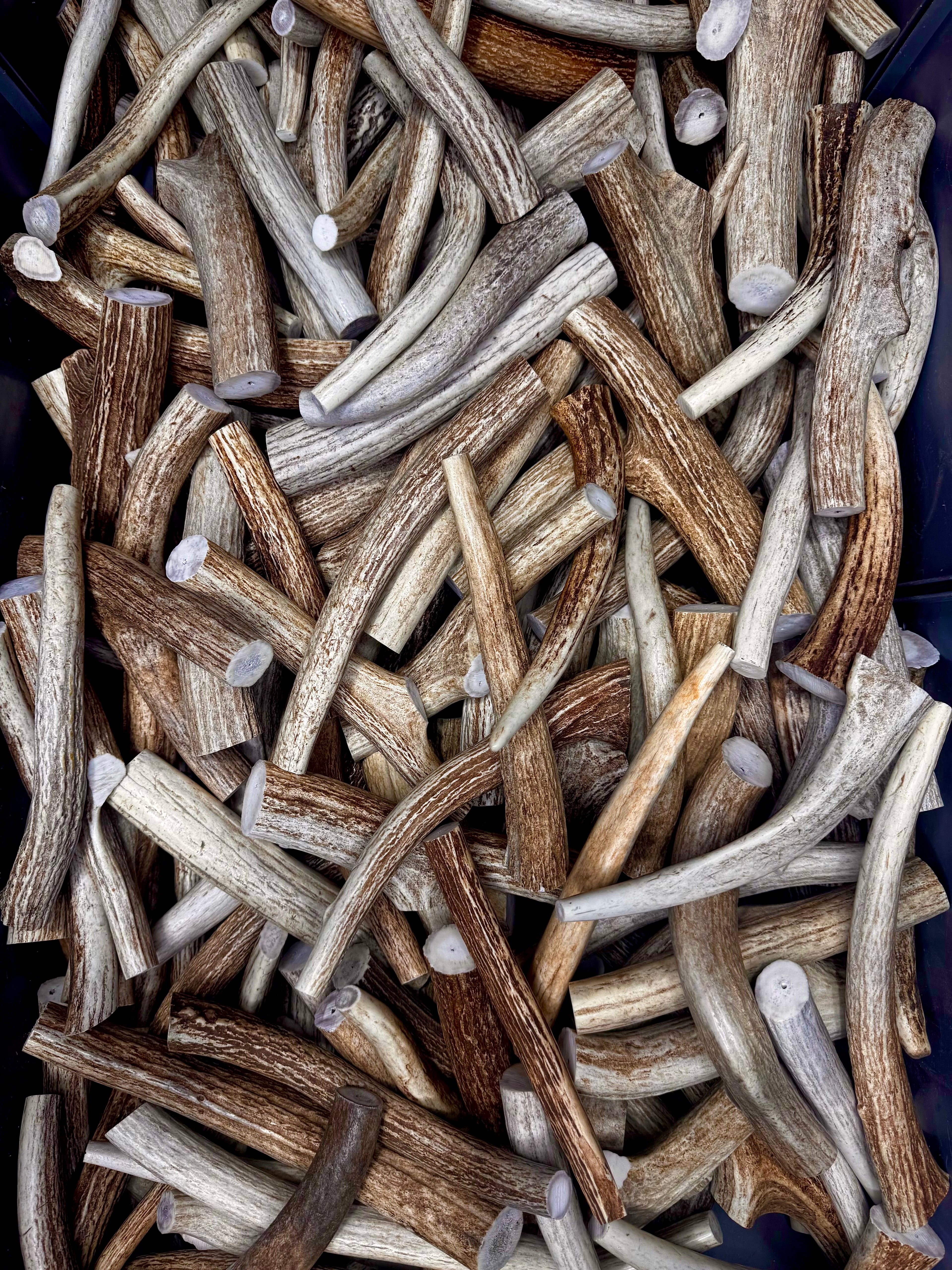 Axis Antler Dog Chew Treats (Super Strong/Solid Antlers) - 1 Pound Groups - Free Ship