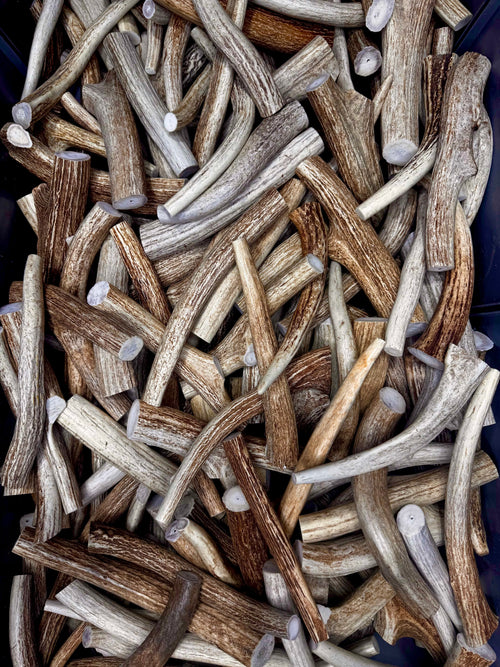 Axis Antler Pre-Cut Craft Pieces 6-7" Long - 1 Pound Groups - Free Ship