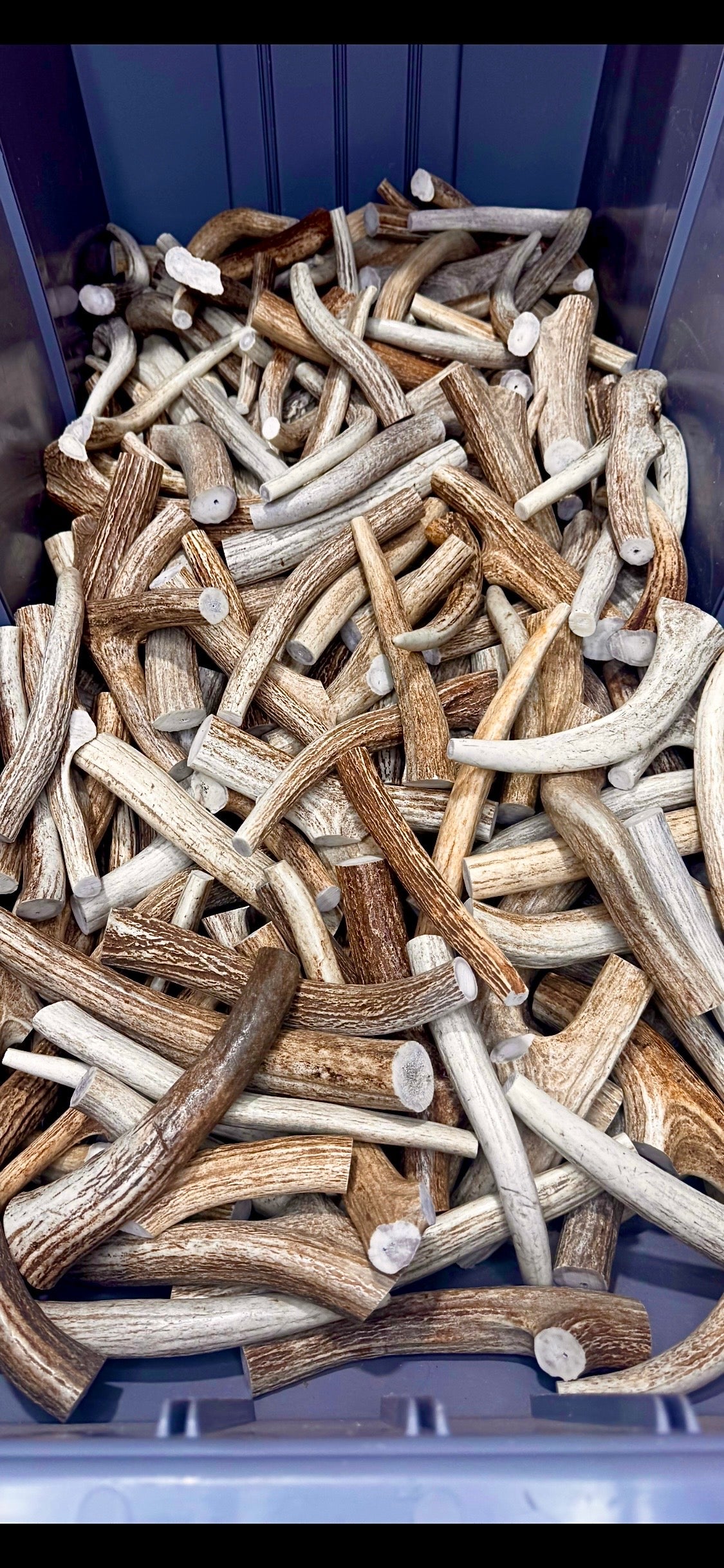 Axis Antler Pre-Cut Craft Pieces 6-7" Long - 1 Pound Groups - Free Ship