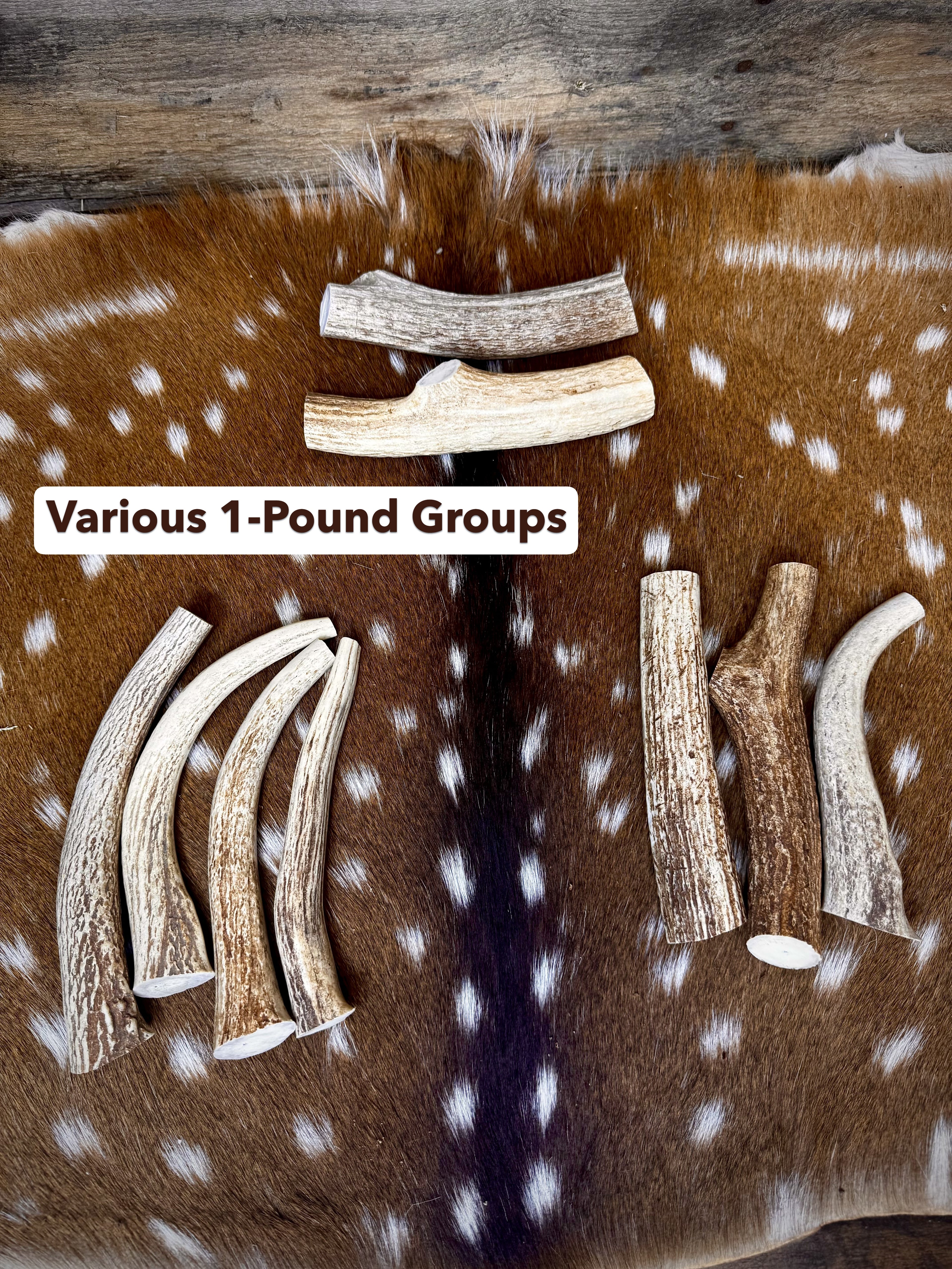 Axis Antler Dog Chew Treats (Super Strong/Solid Antlers) - 1 Pound Groups - Free Ship